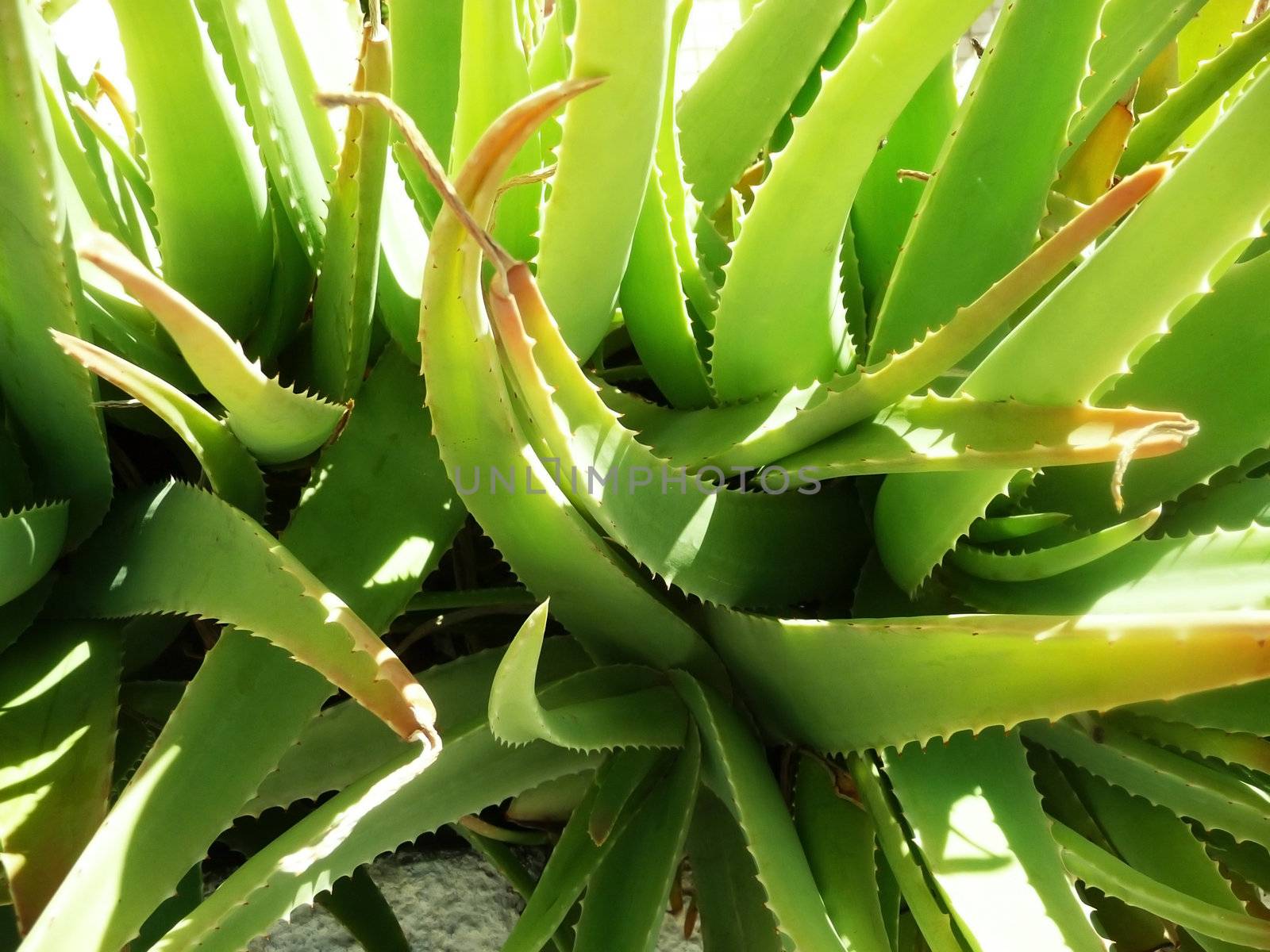 Close up of an Aloe Vera plant.