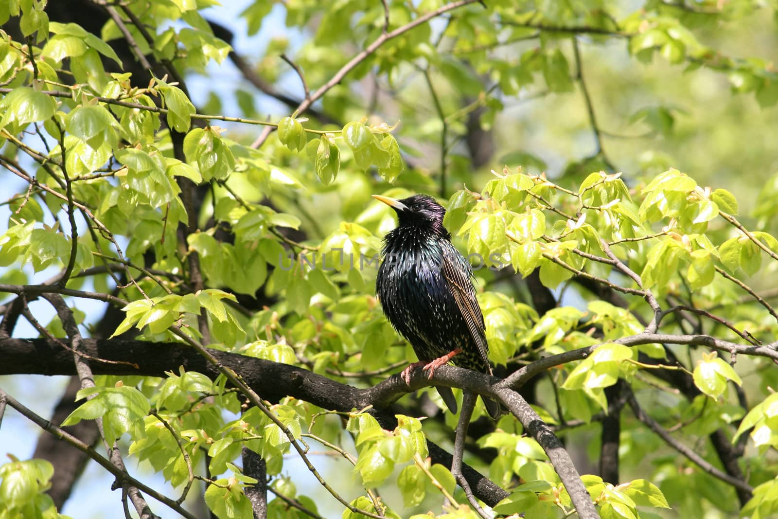 little starling on the tree in april, spring