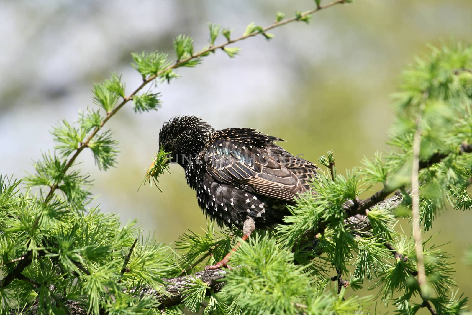 little starling on the tree eating, spring