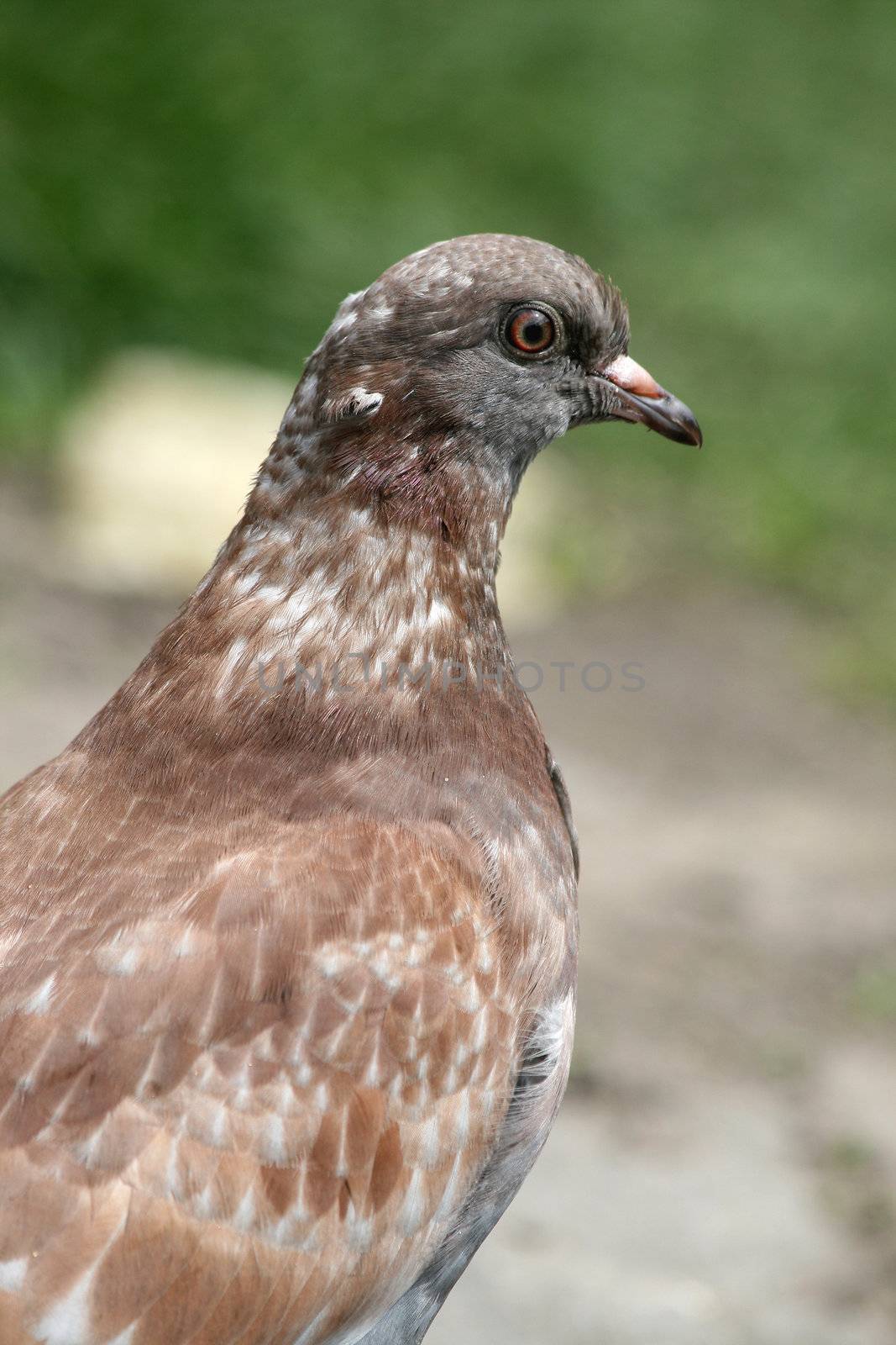 Pigeon`s head