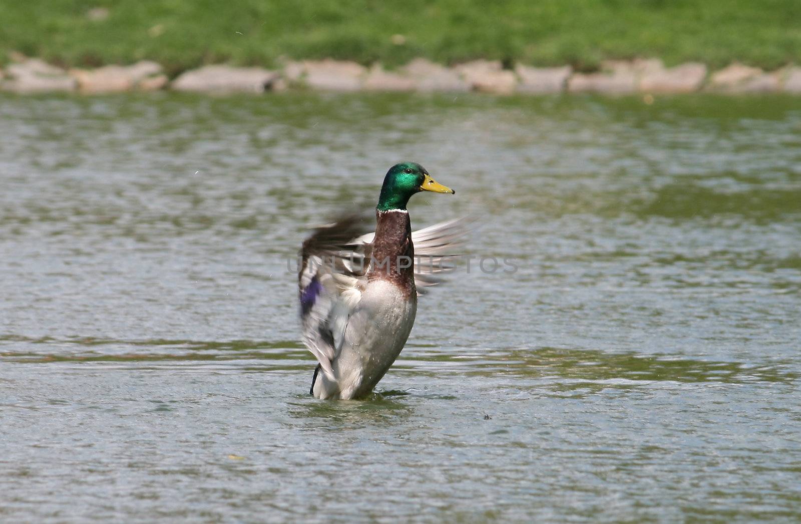 Duck landing on the pond, water animal