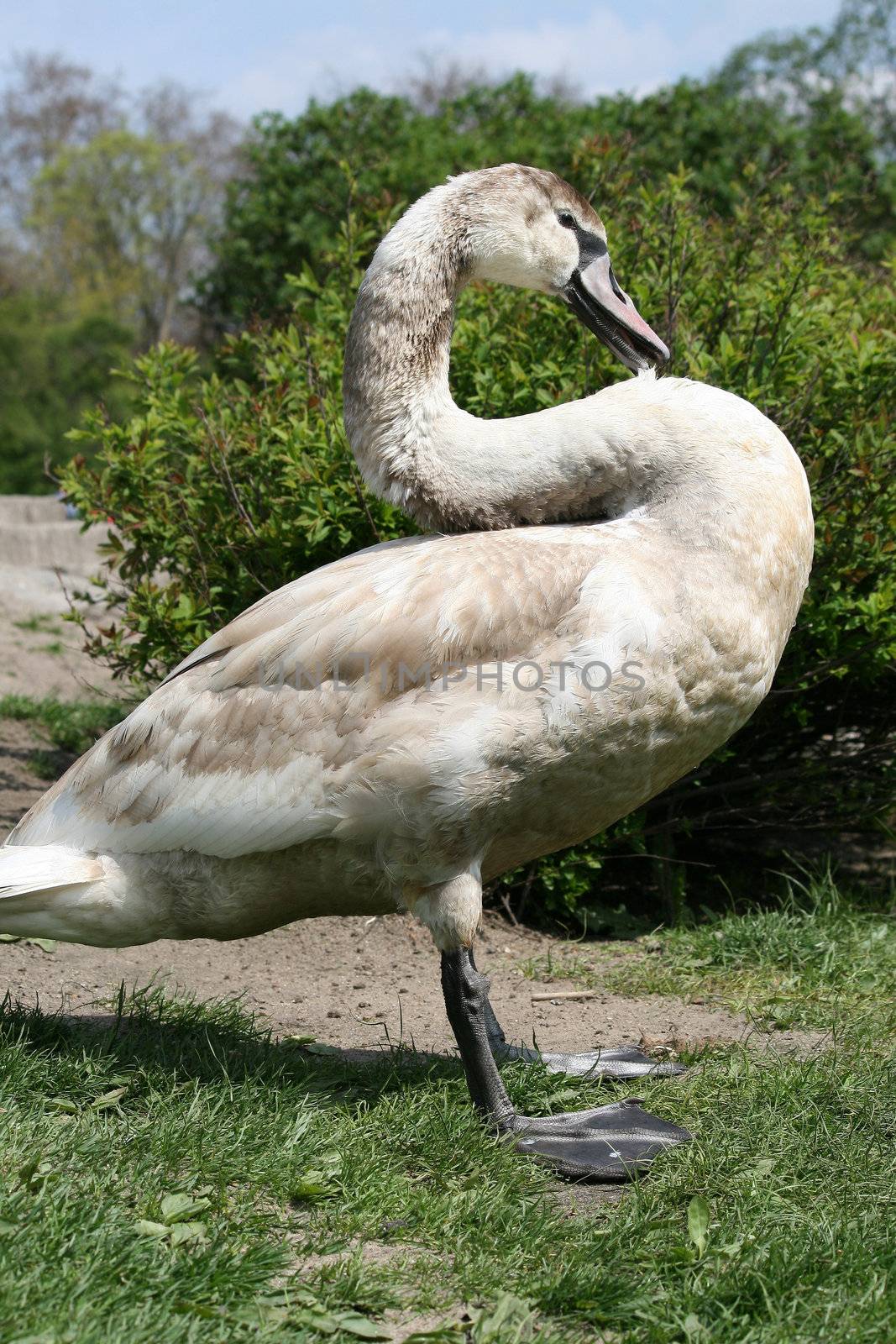 Swan by miczu