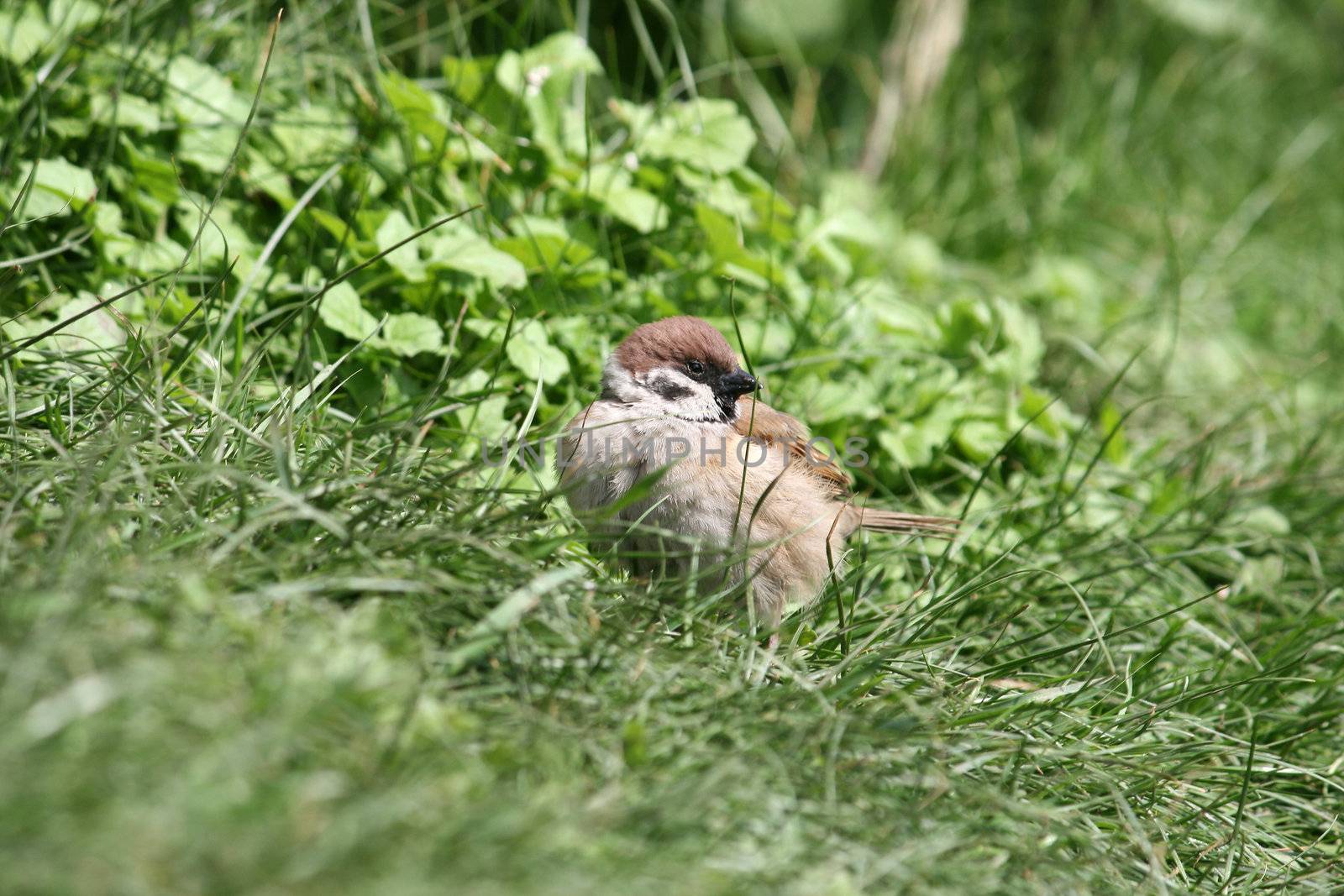 sparrow walking on the grass searching for food
