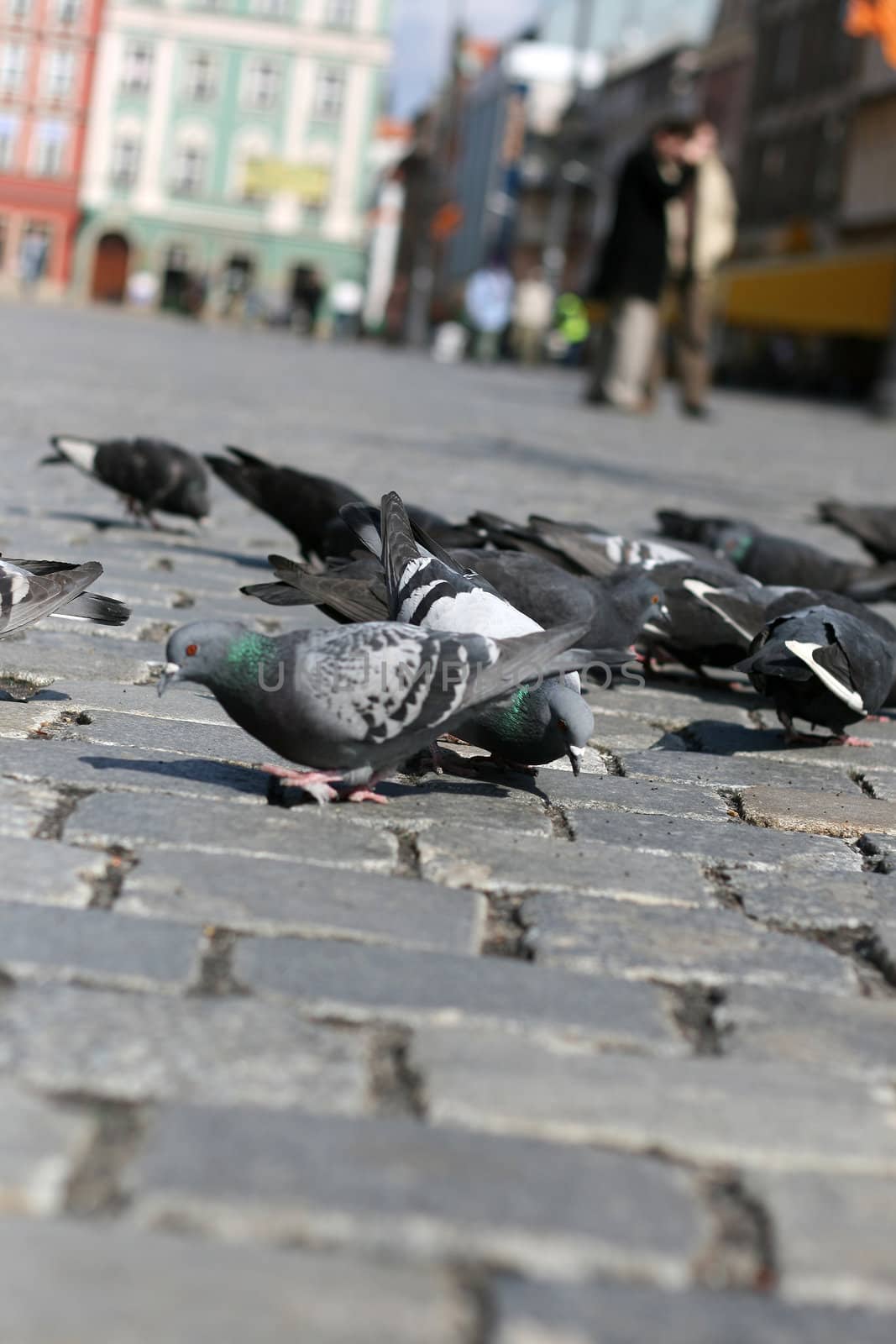 Pigeons by miczu