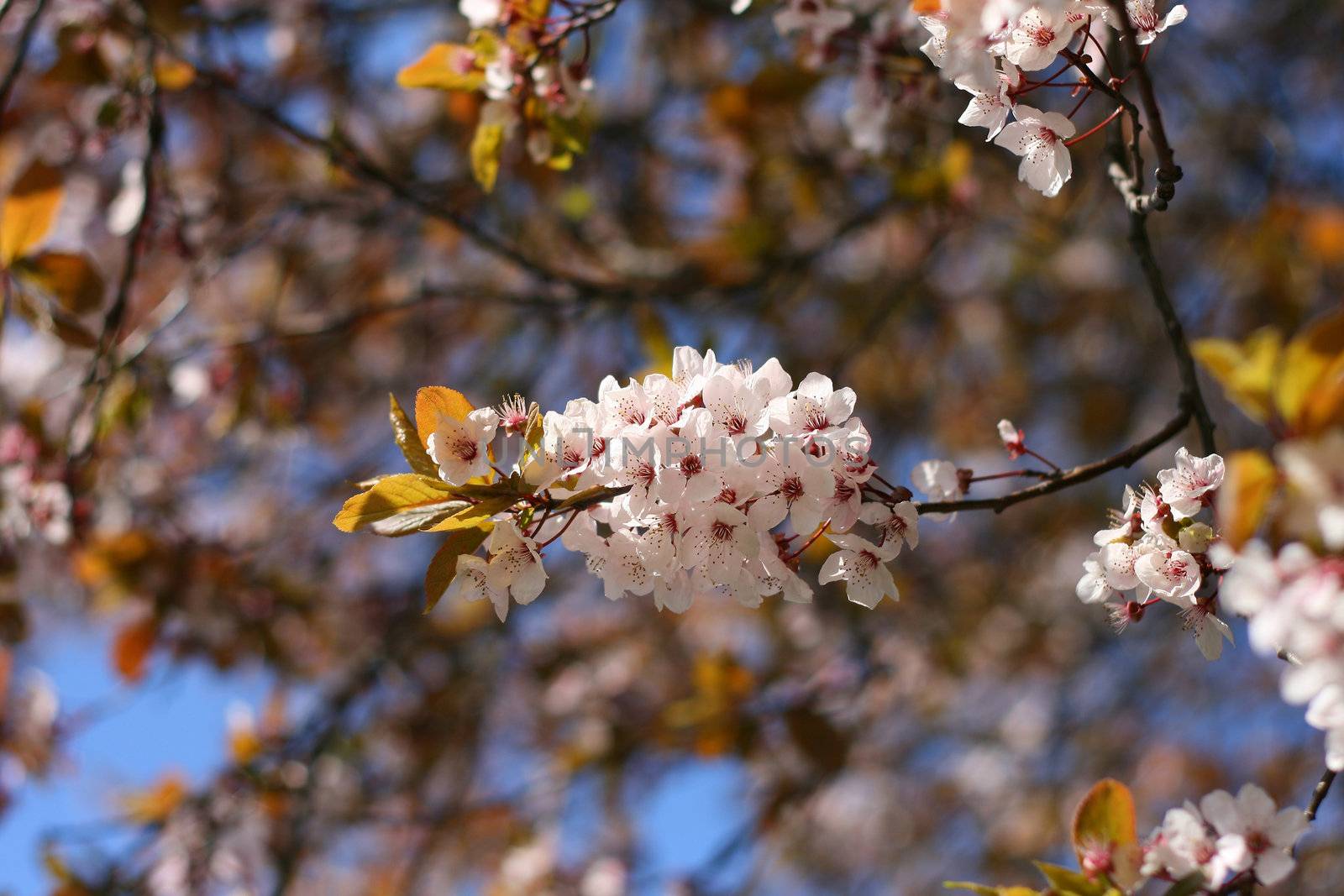 Tree blooming in the spring, white flowers