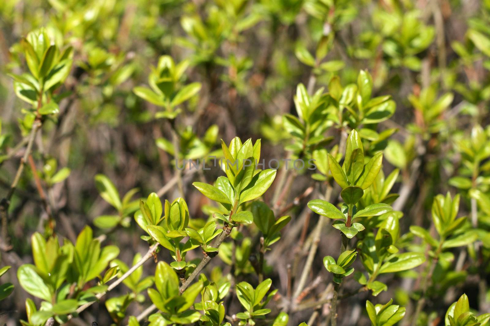 Plants growing during spring, green leafs