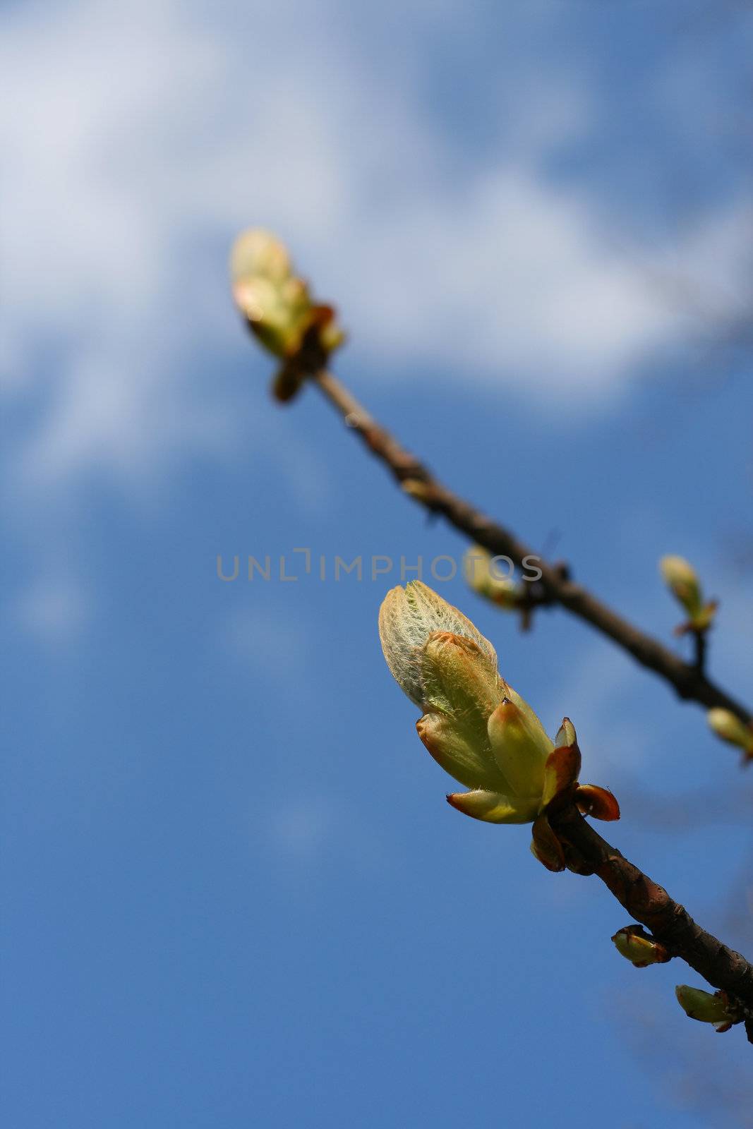 Plant blooming during spring, green bud