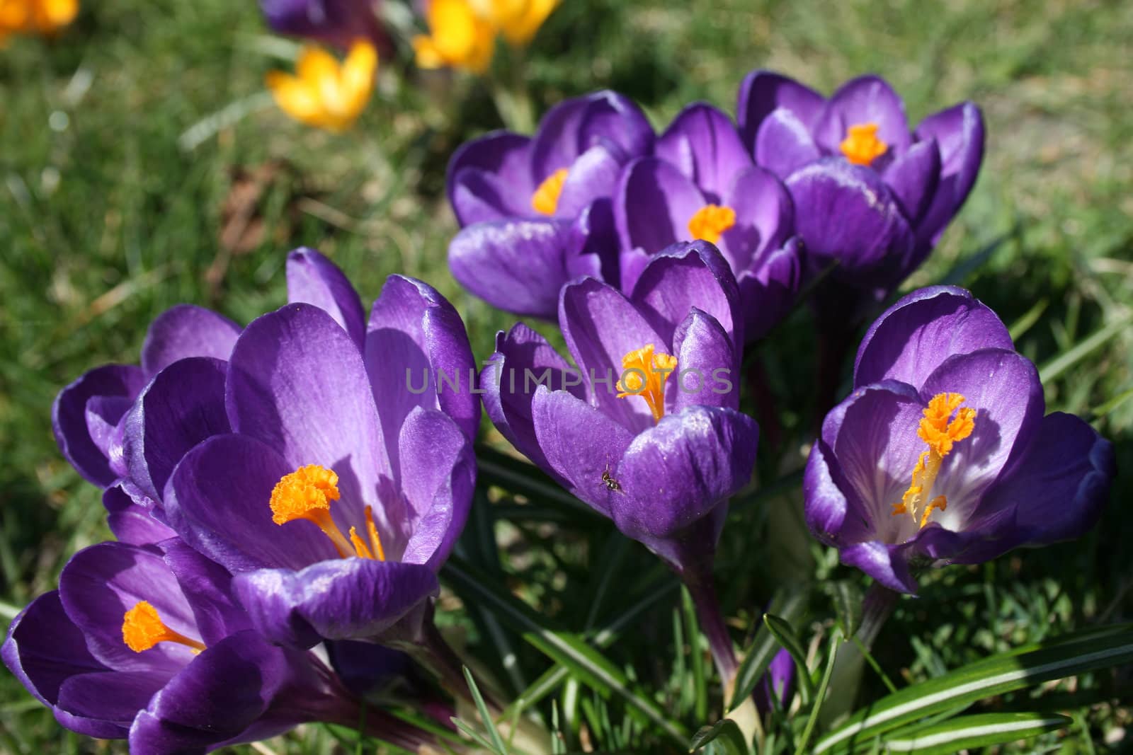 Some violet flowers growing in the garden