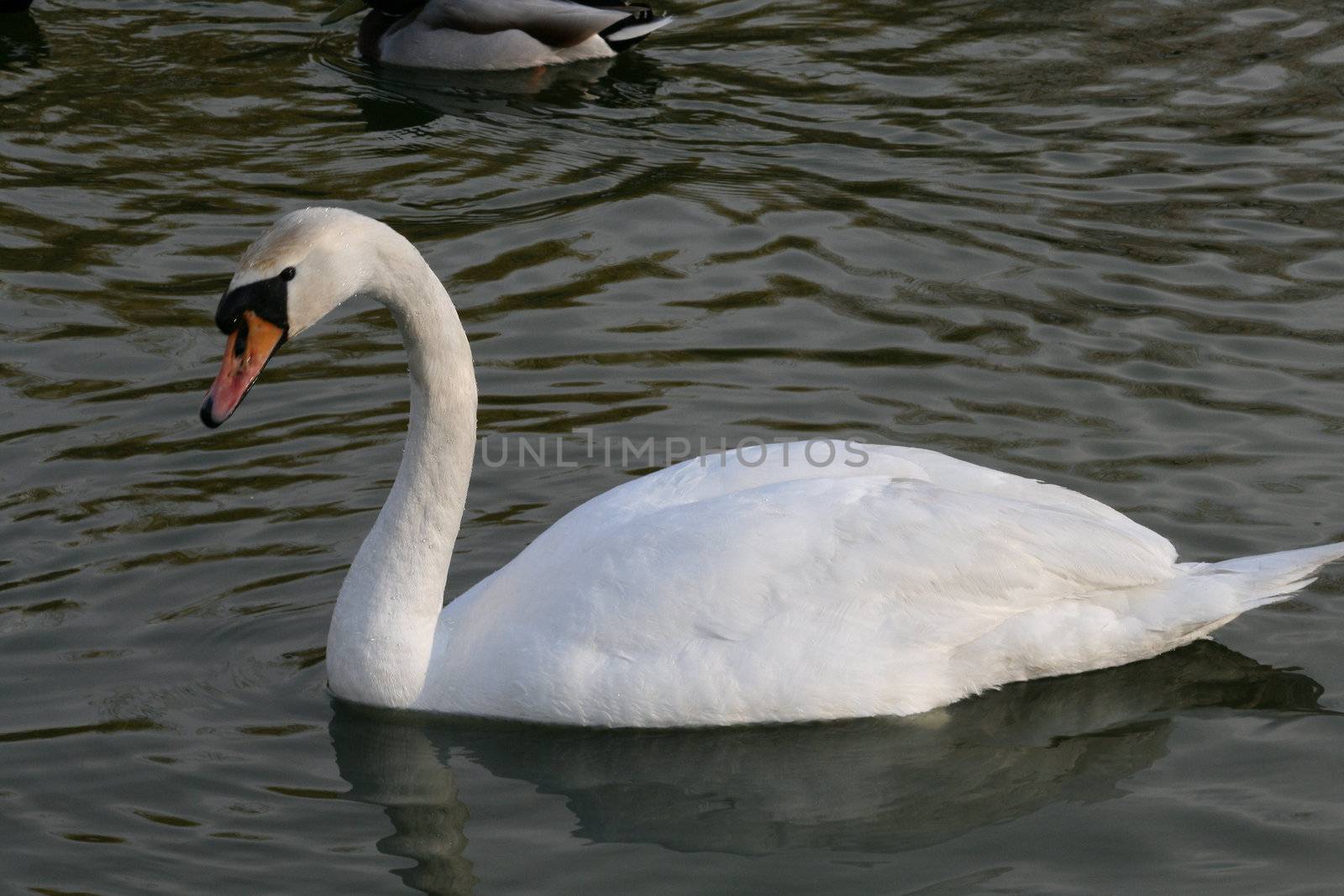 swan by miczu
