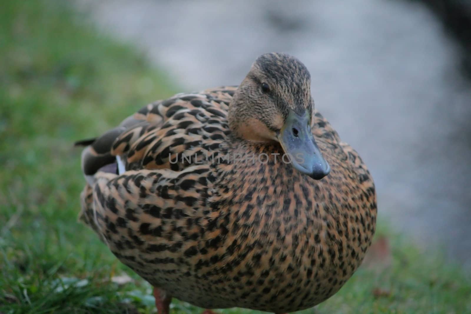 duck on the grass, nature, animal, bird