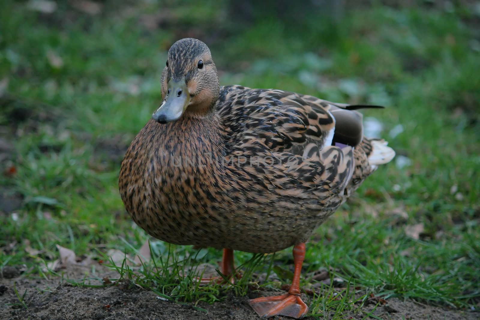 duck on the grass, nature, bird, animal