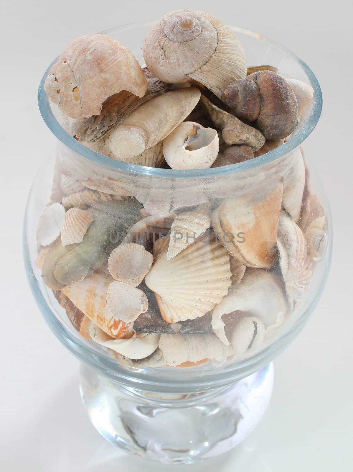 Seashells in vase