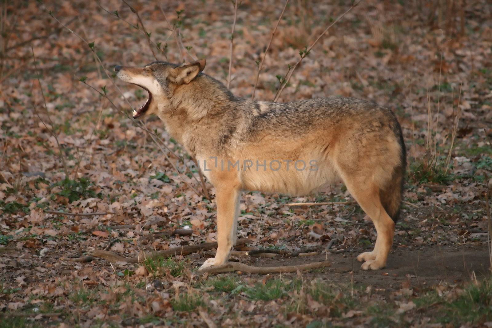 Yawning wolf by miczu
