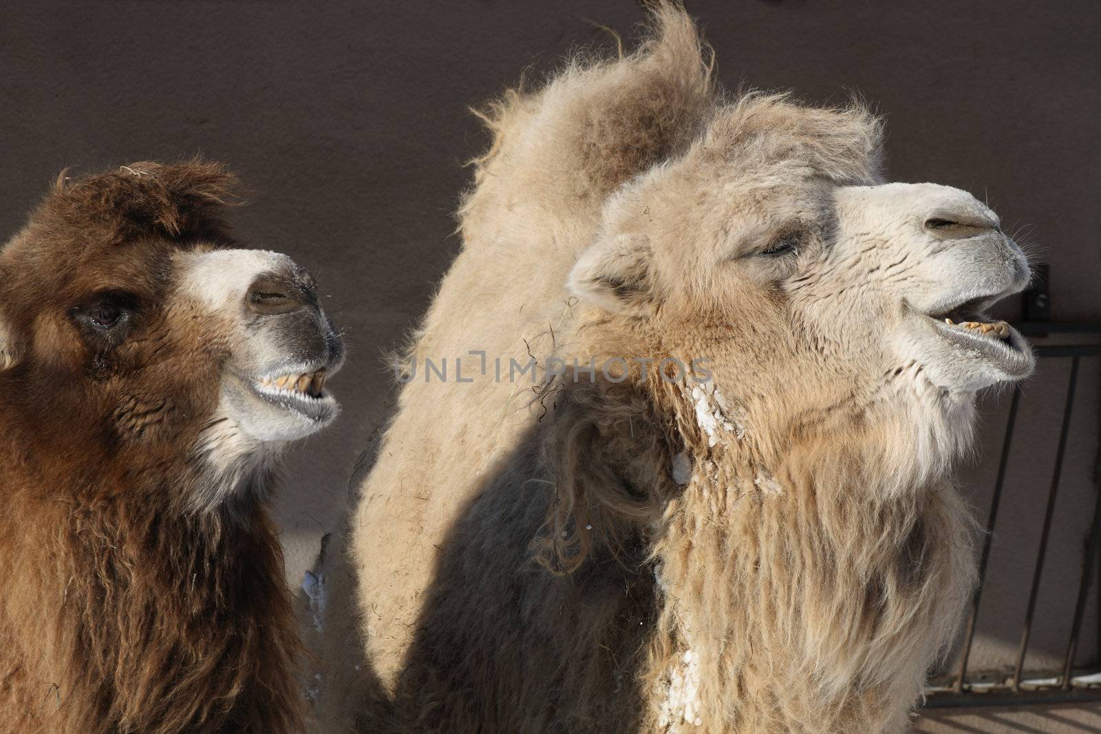 Closeup of two funny camel heads on dark background