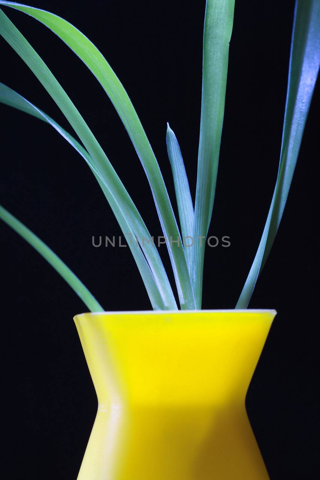 Nice modern yellow vase with green plant isolated on black background