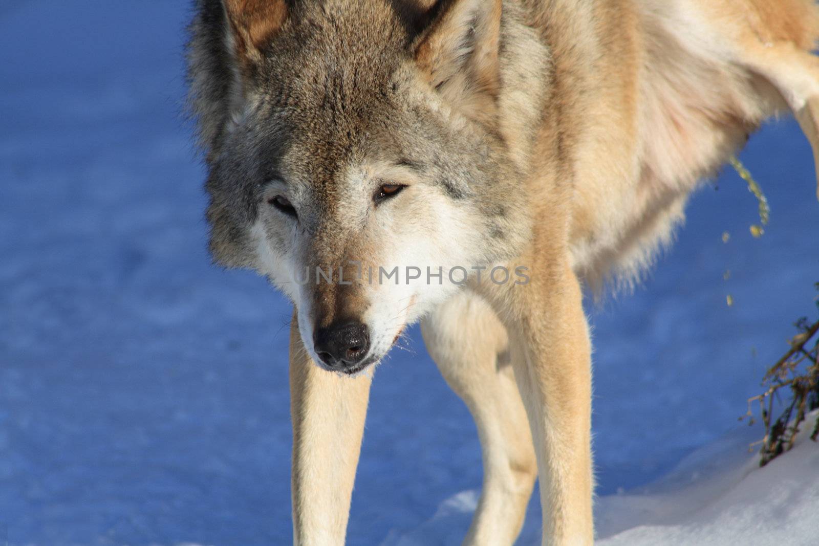 Fun scene with urinating gray wolf on winter background