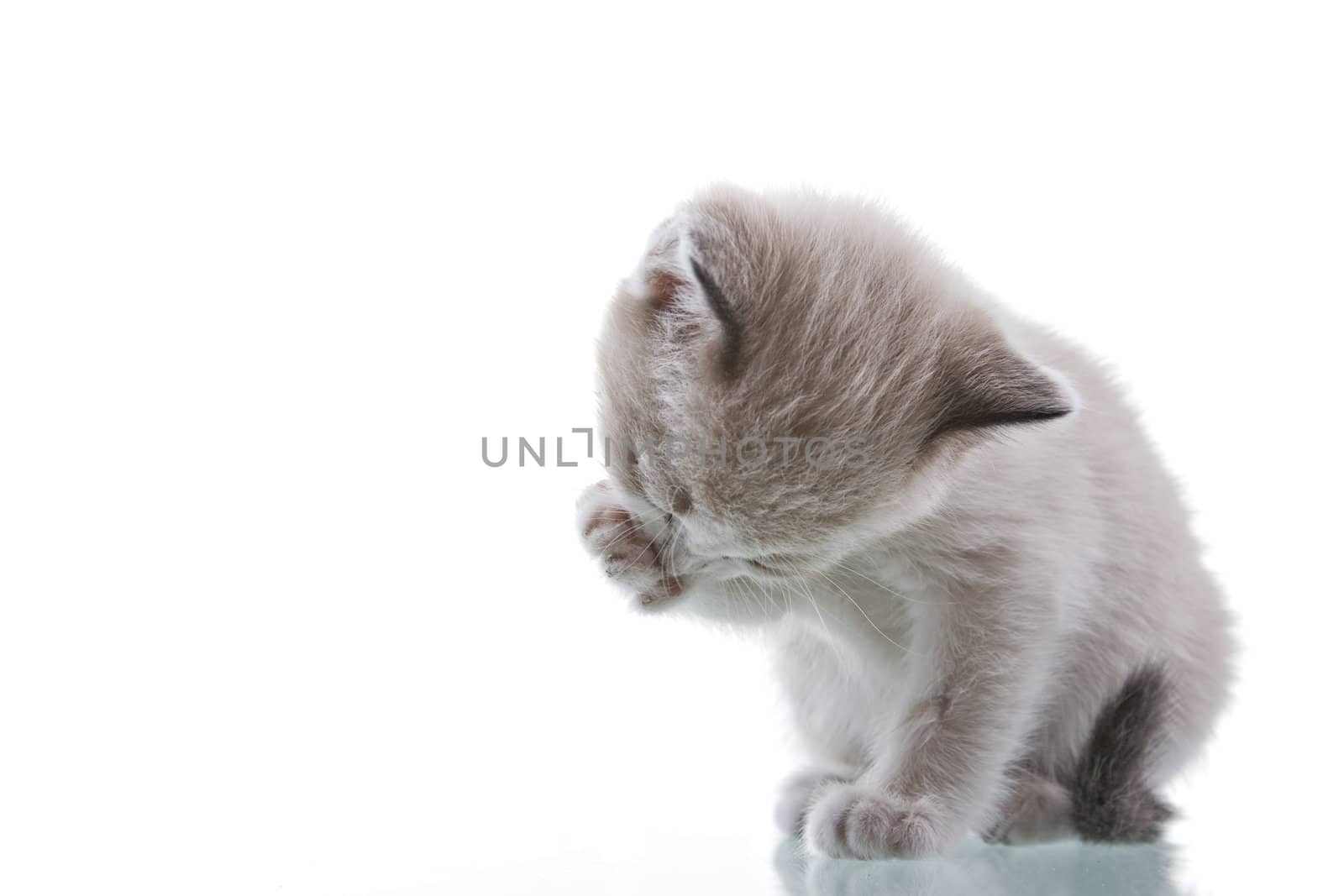 Baby kitten grooming. Studio shot. Isolated on white background.