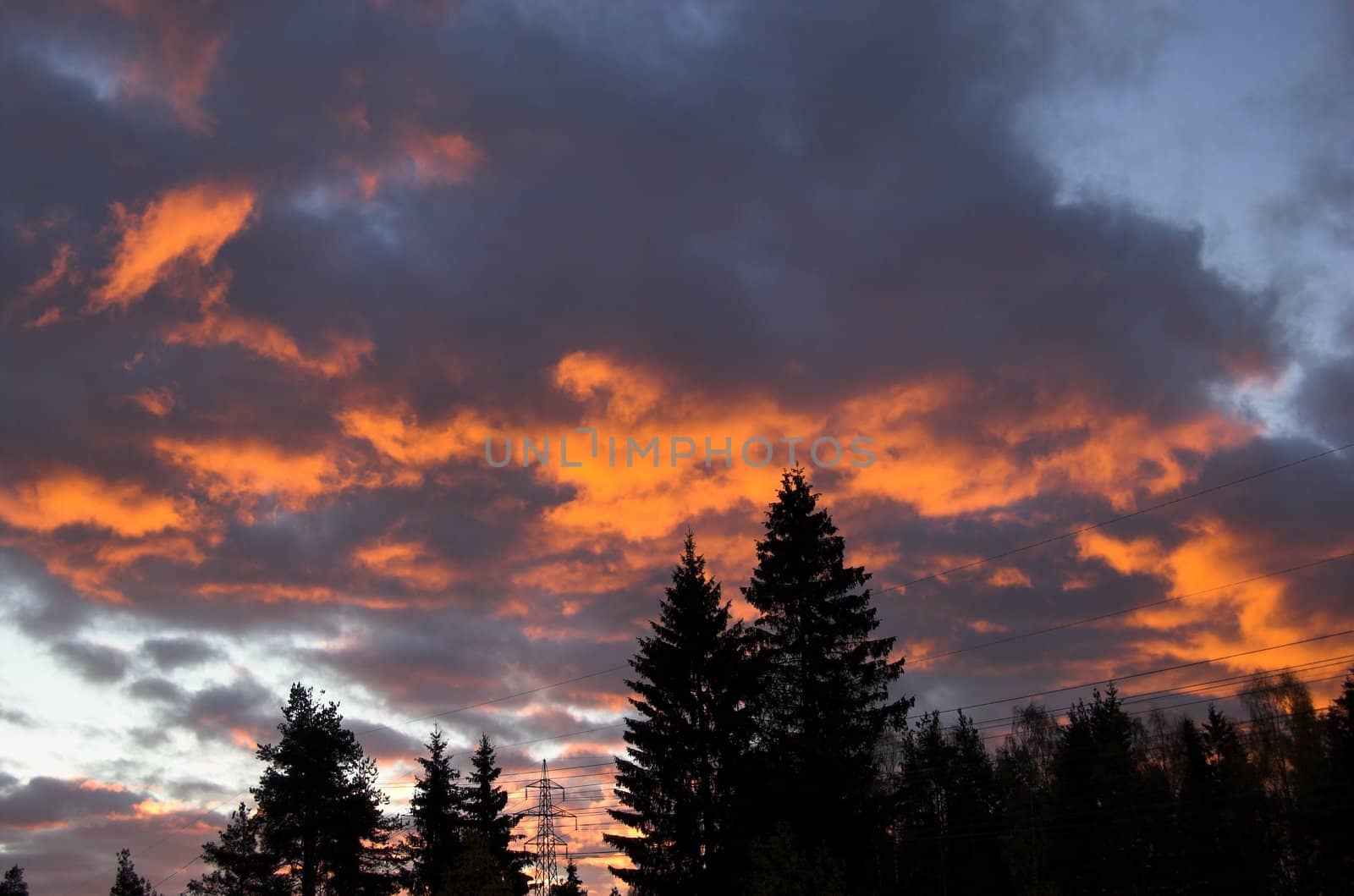 Low clouds lit orange by the rising sun, silhouetting several pine trees and a power mast
