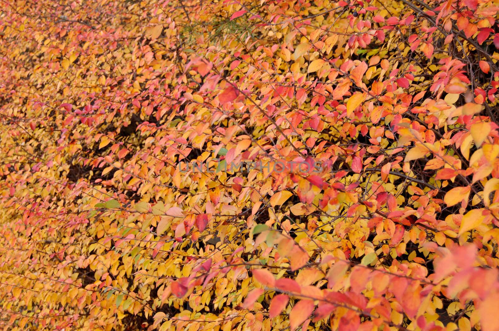 Bushes completely covered by red and yellow leaves.
