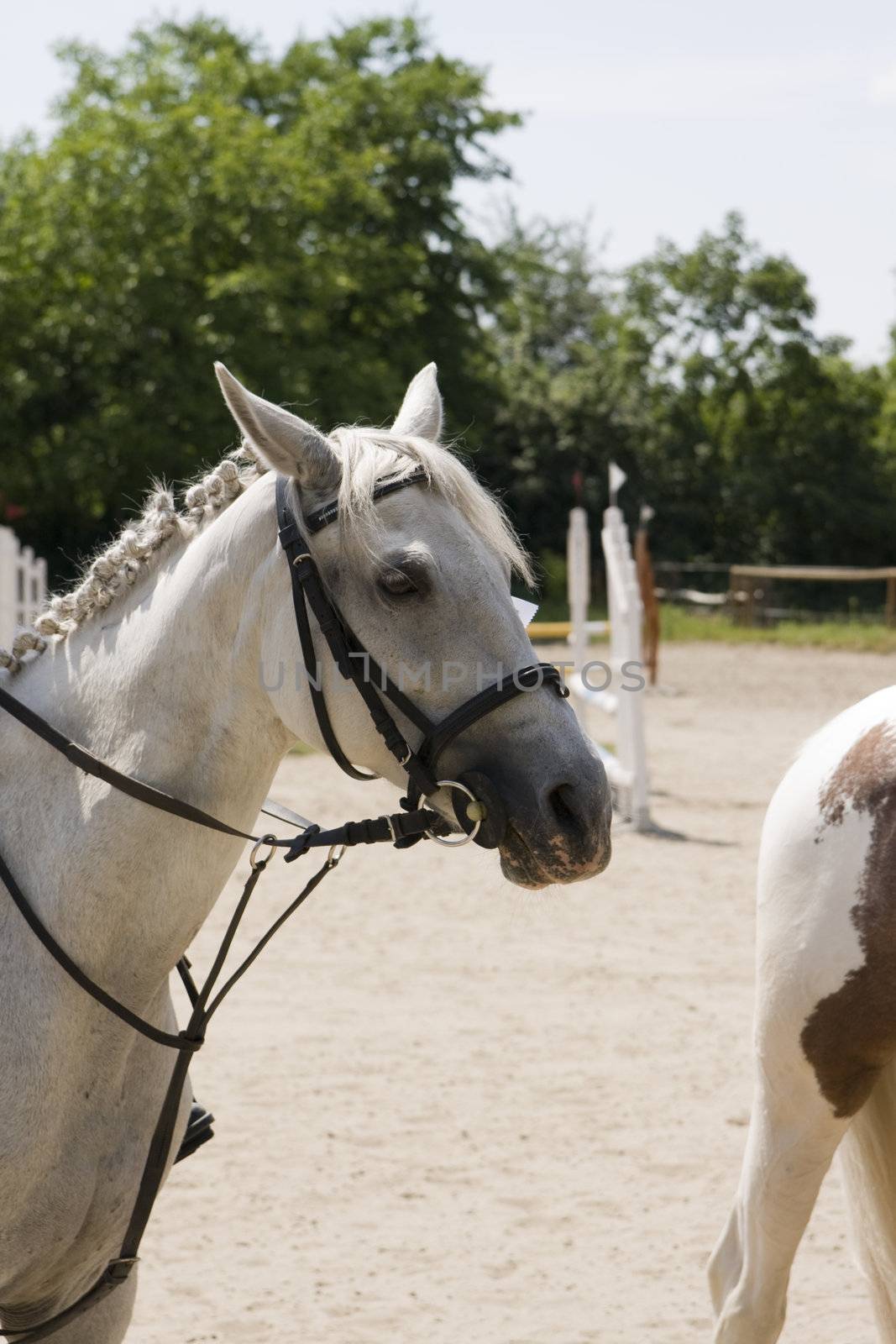 white horse during horse jumping contest