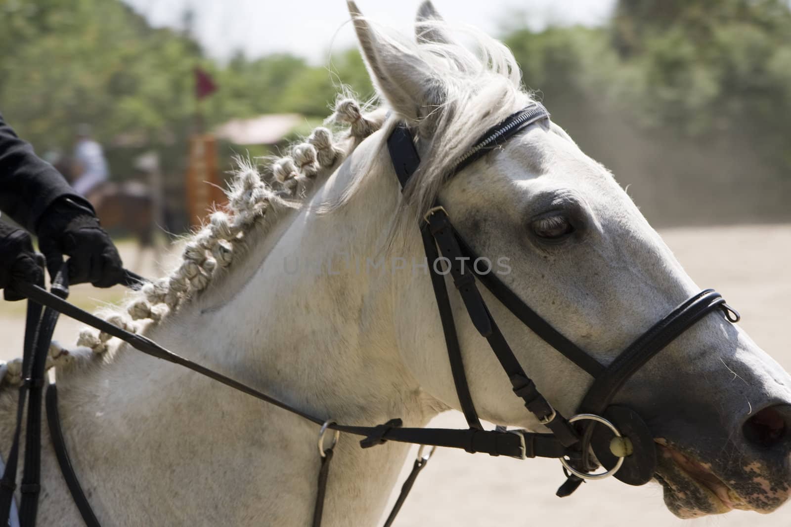head of a white horse during horse jumping contest