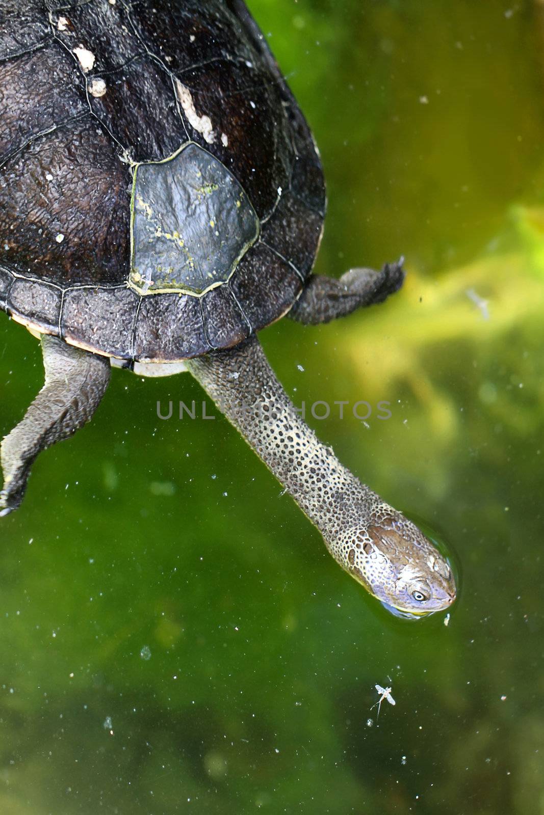 Eastern Snake-Necked Turtle - Chelodina longicollis - Australian by Cloudia