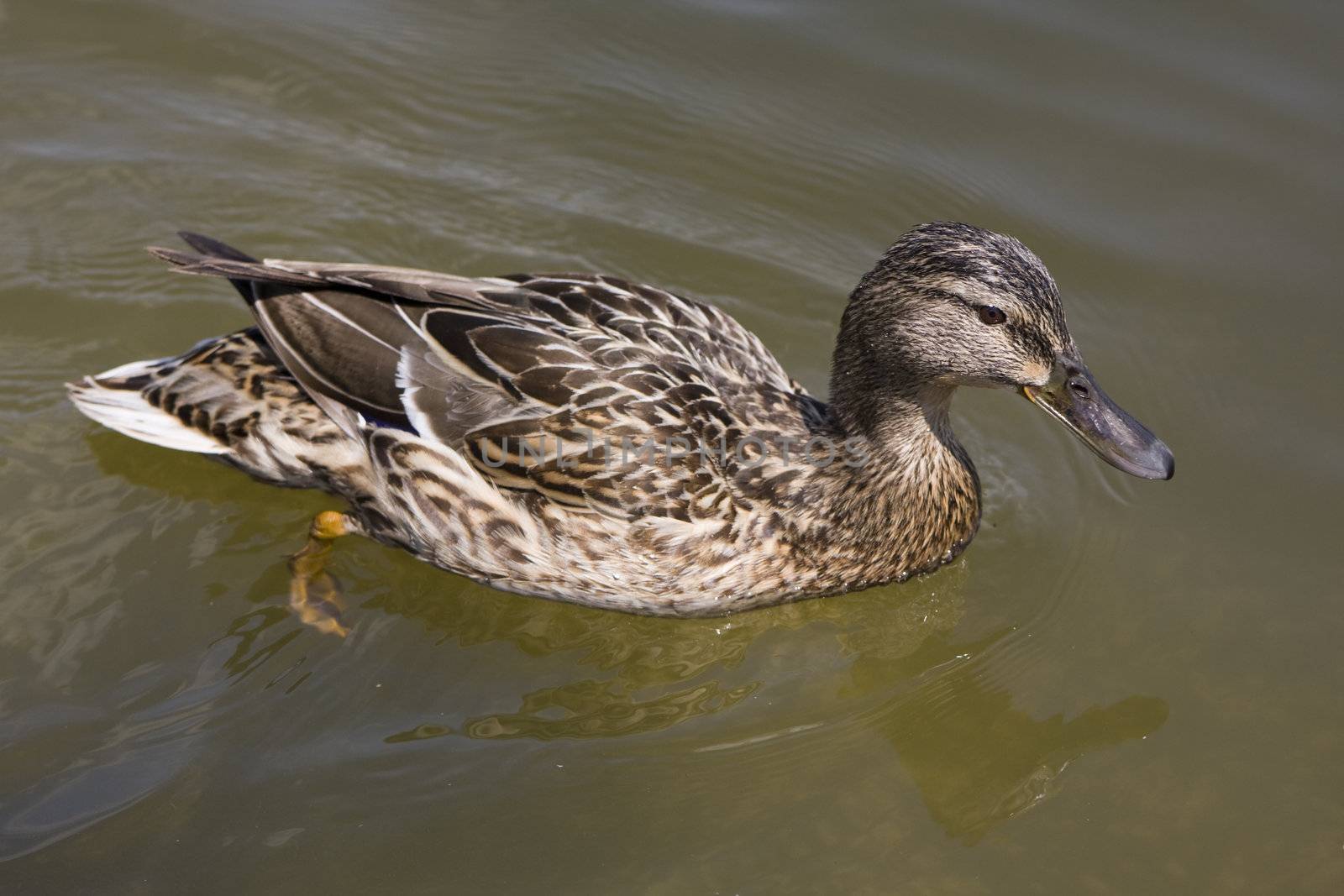 close up of a swimmin duck on the lake