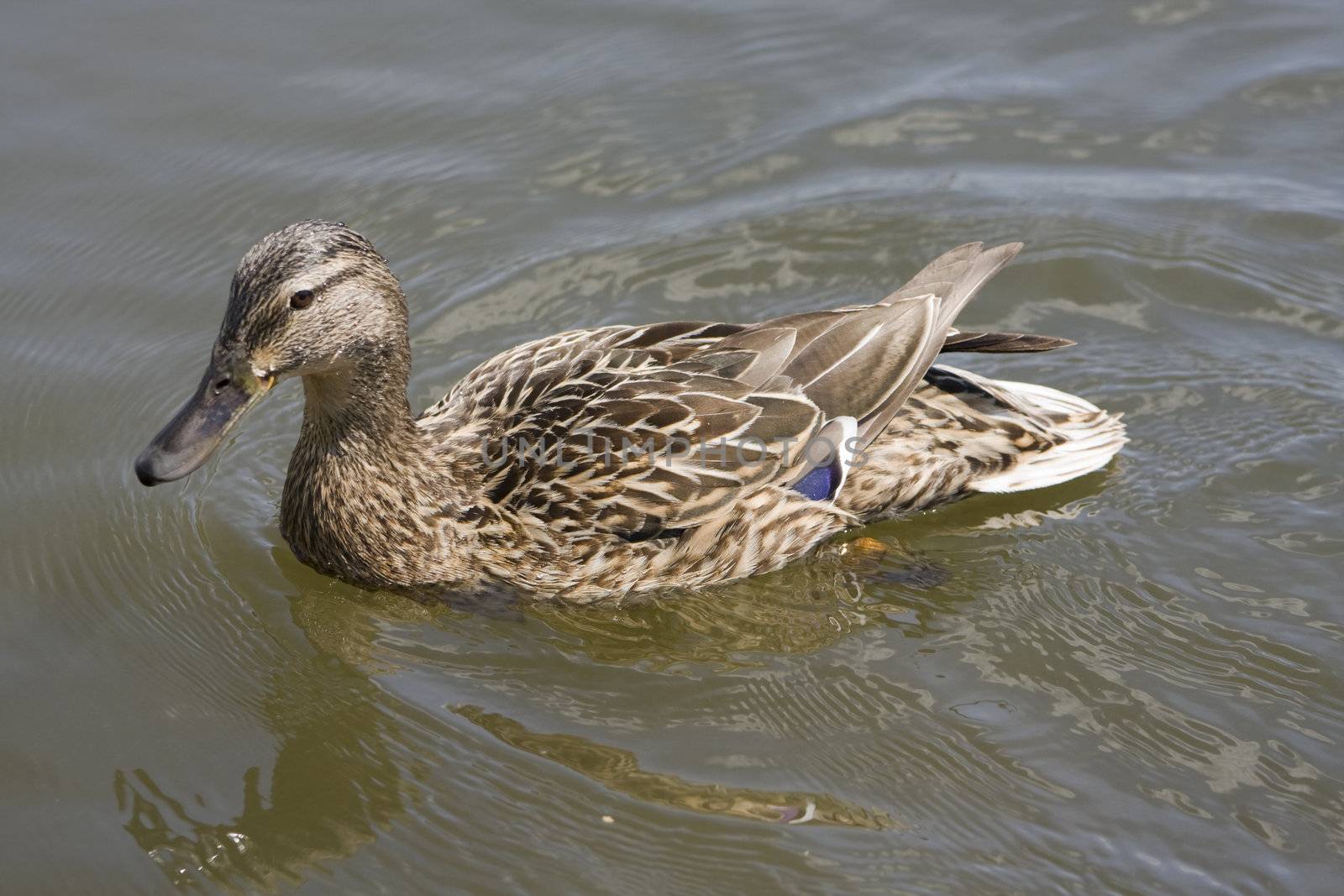 close up of a swimmin duck on the lake