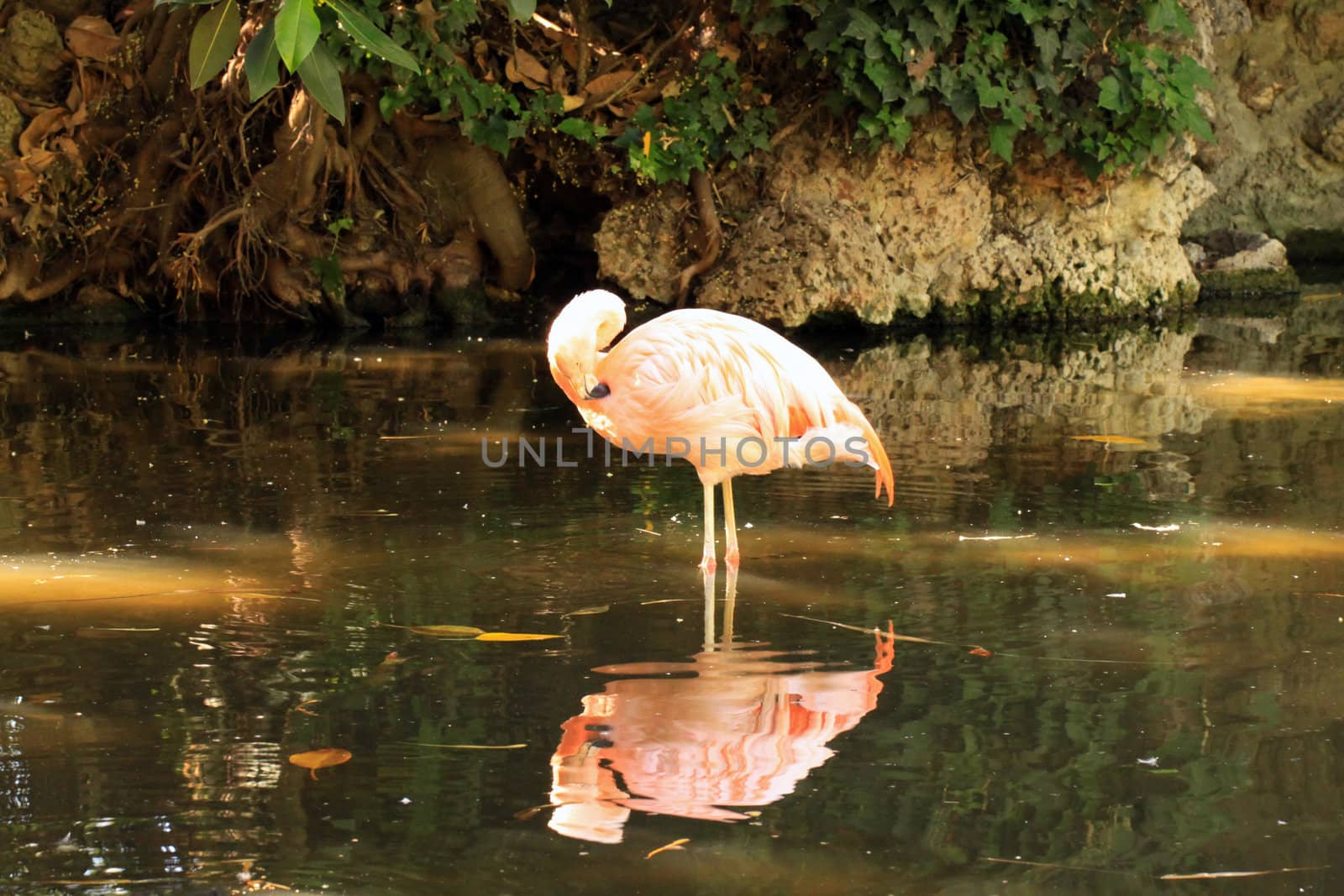 Chilean Flamingo - Phoenicopterus chilensis - Found in the Southern half of South America.