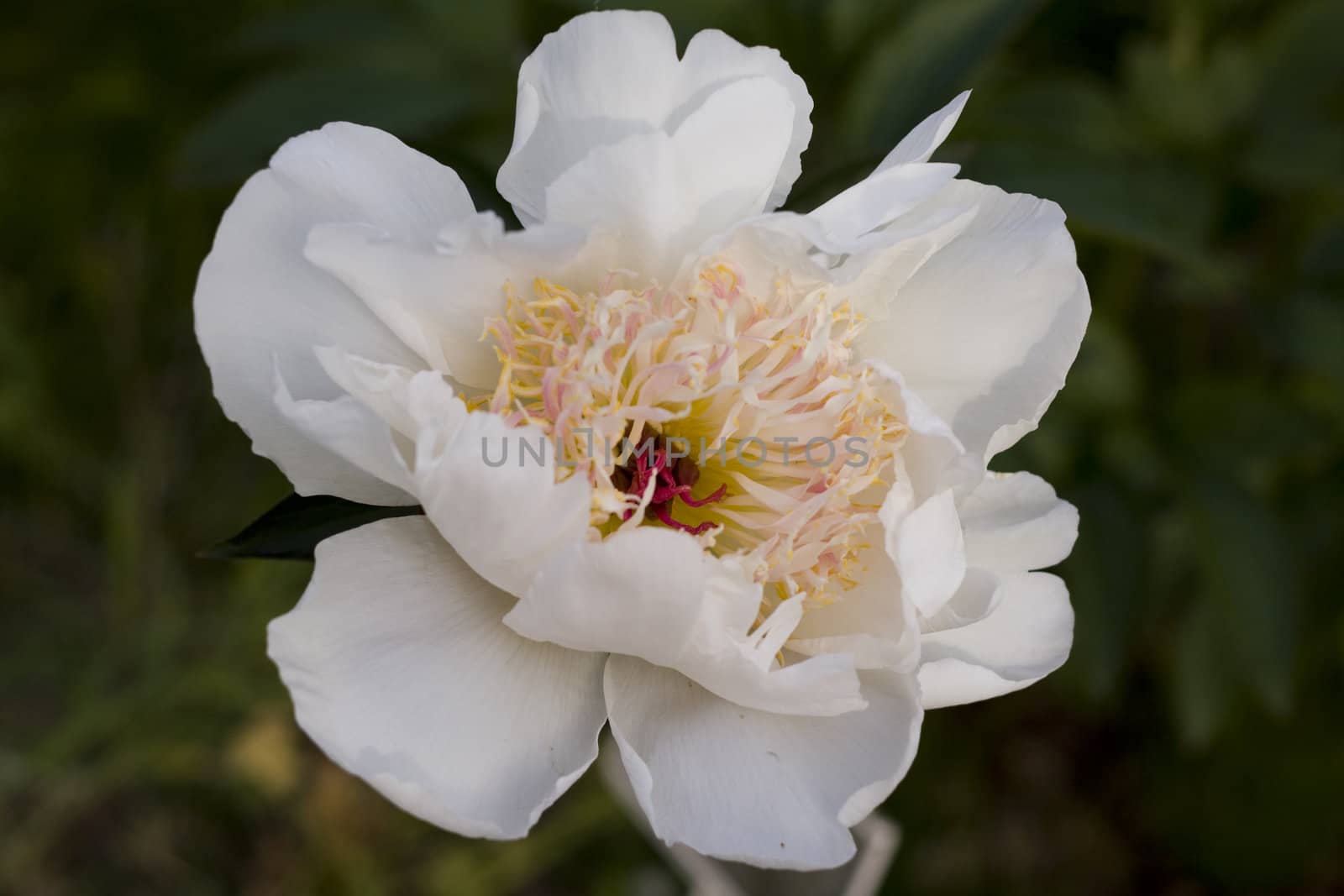 close-up of a beautiful white rose in a park