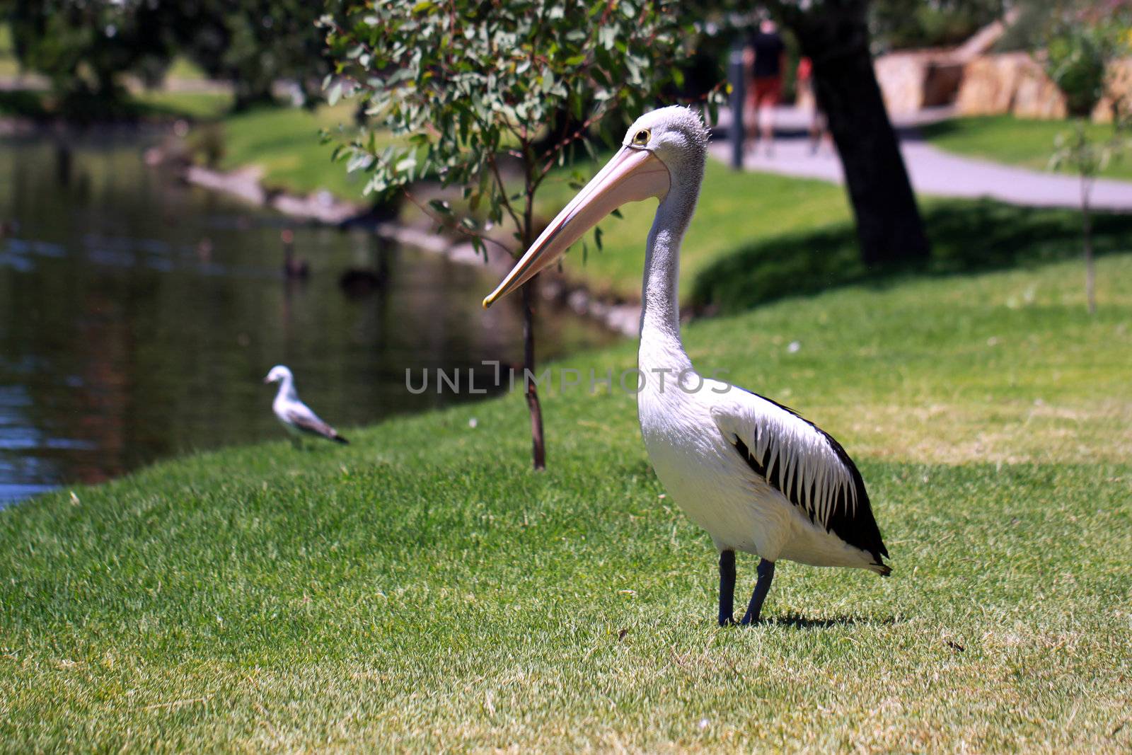 Australian Pelican - Pelecanus Conspicillatus - along the River  by Cloudia