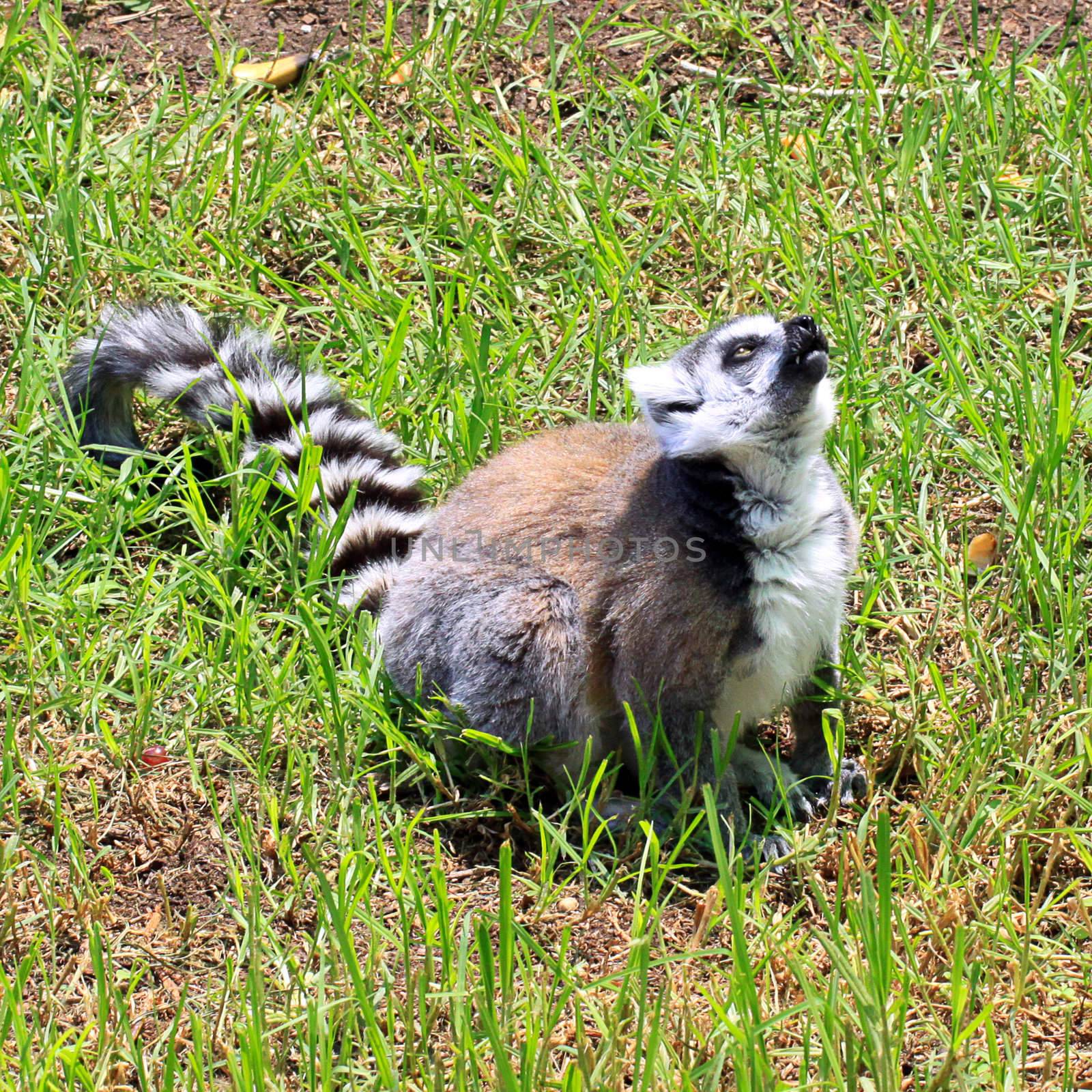 Ring-tailed Lemur - Lemur catta by Cloudia