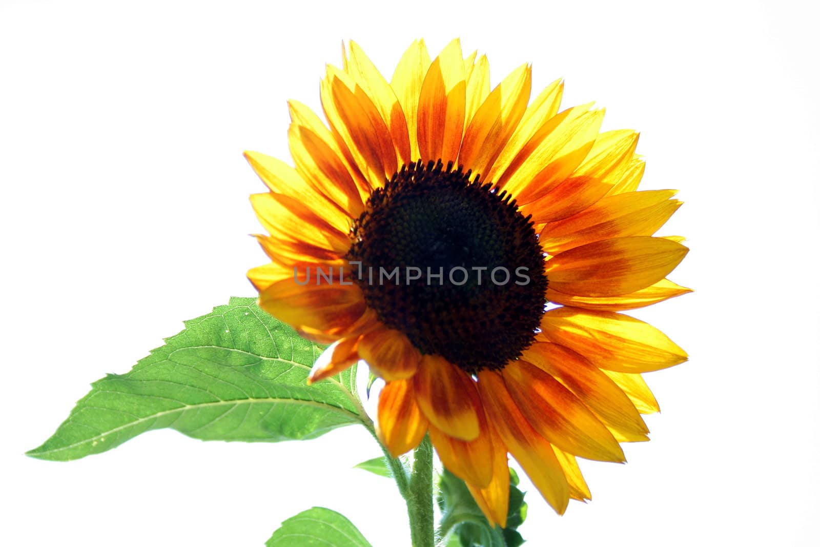 Sunflower  by ichip