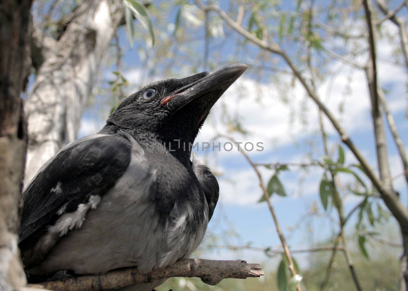 Portrait of the young crow in the nest 3.
