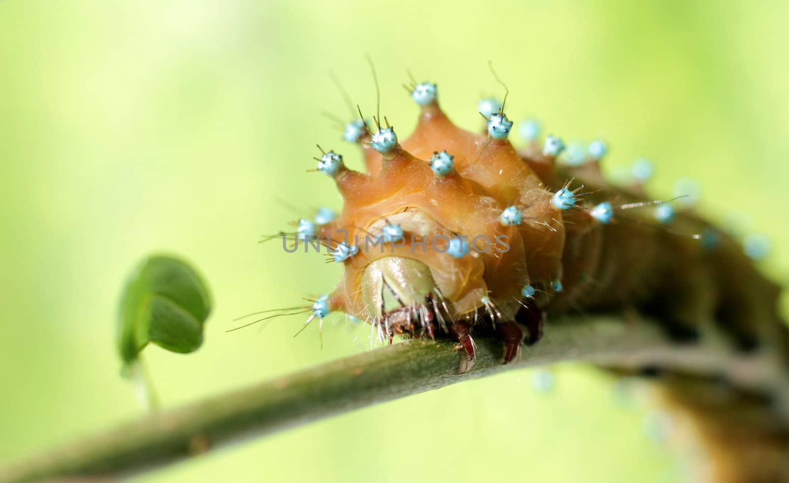 Caterpillar on branch of the tree with leaf