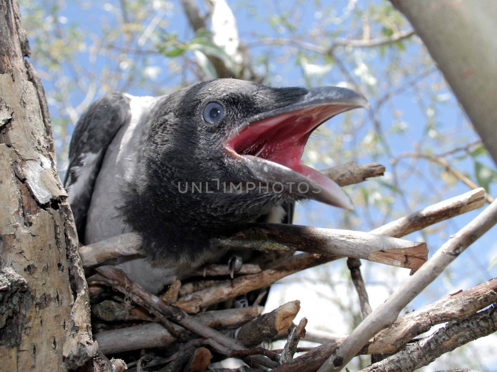 Portrait of the young crow in the nest. 2