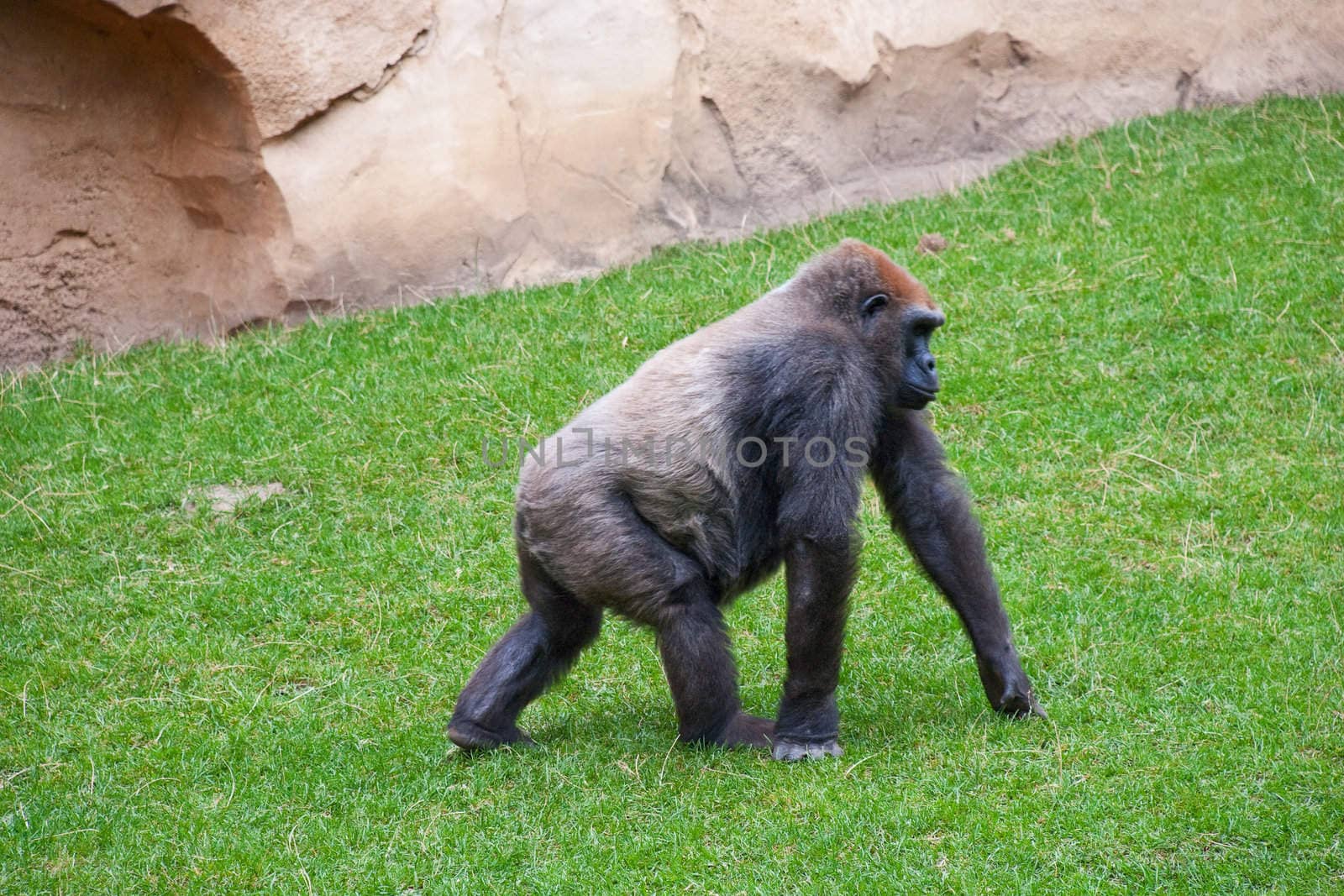 Male Silverback Gorilla goes on the grass