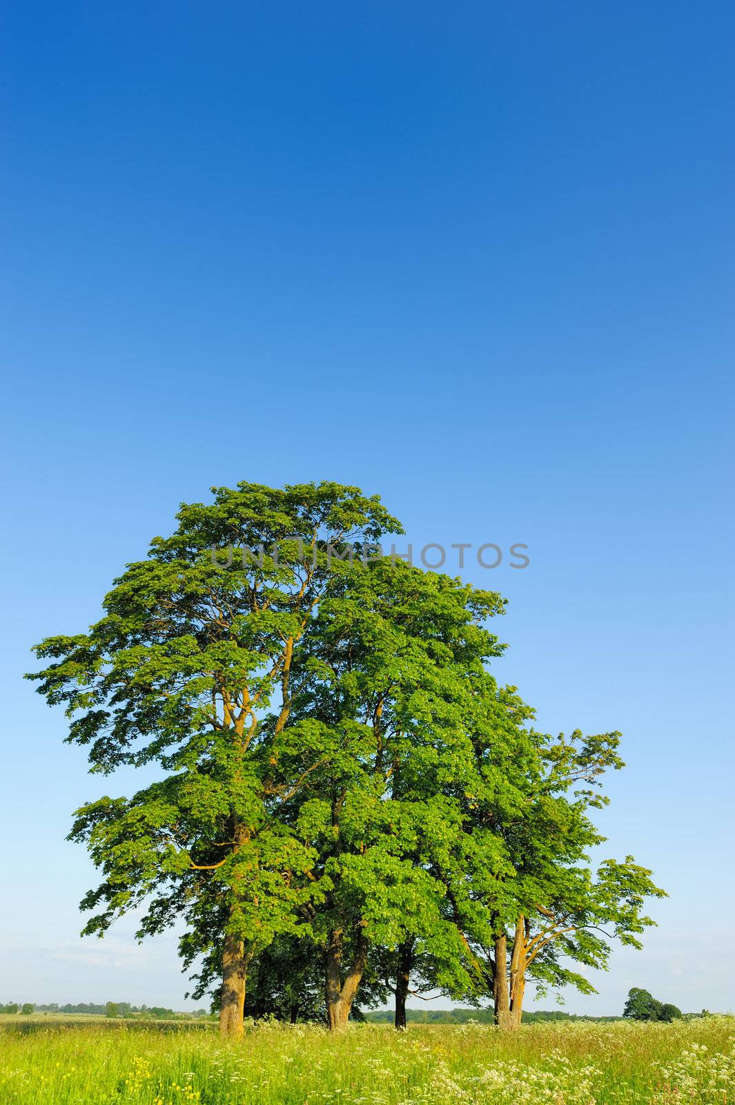 Group of trees in the middle of the field