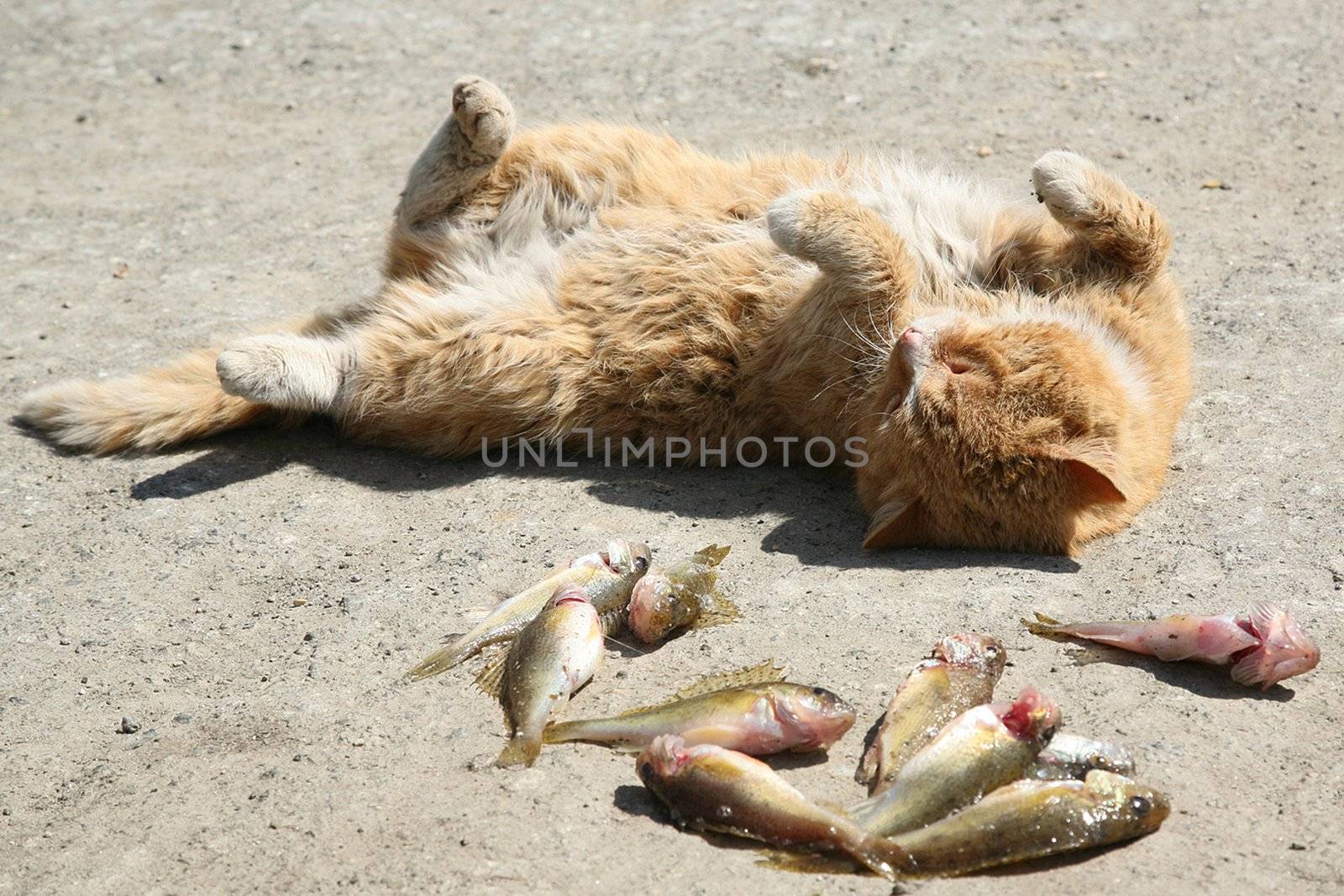cat and fish
 by skutin