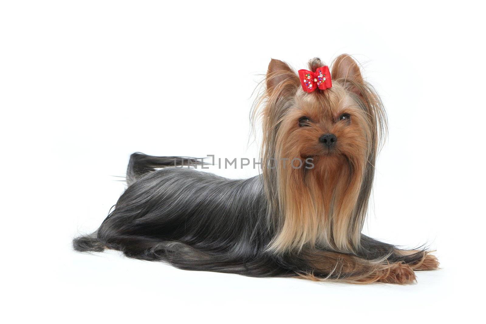 yorkshire terrier by skutin