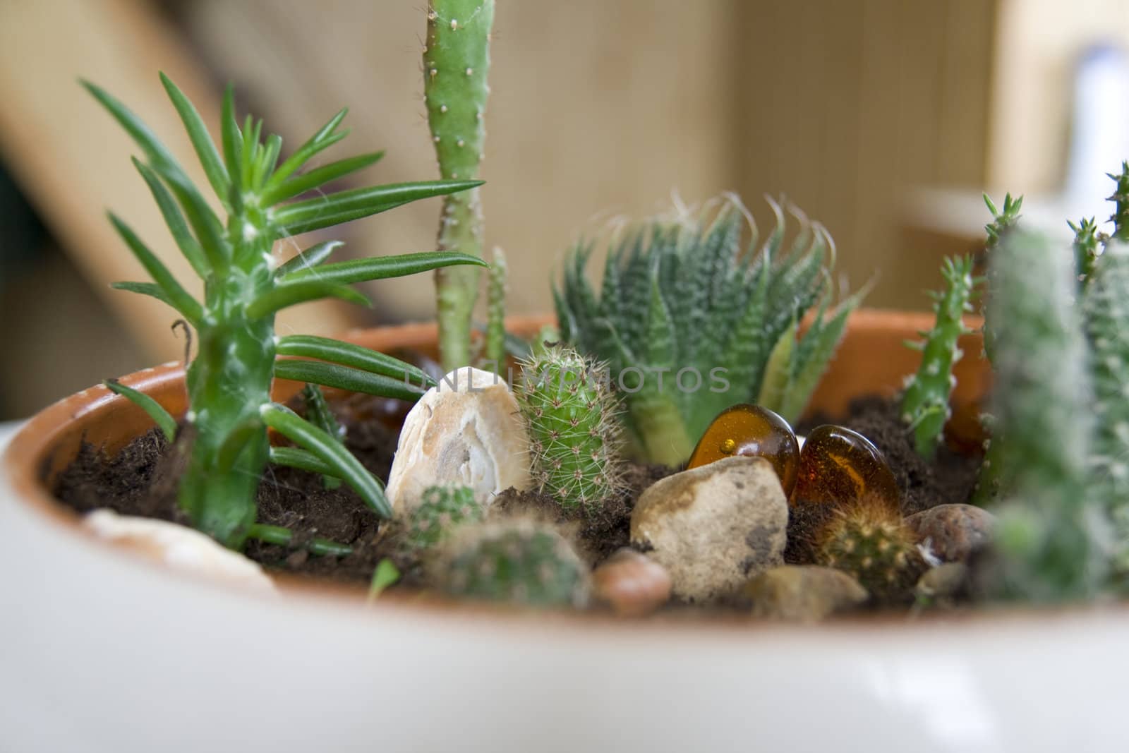 Plants in rock-garden by Nikonas