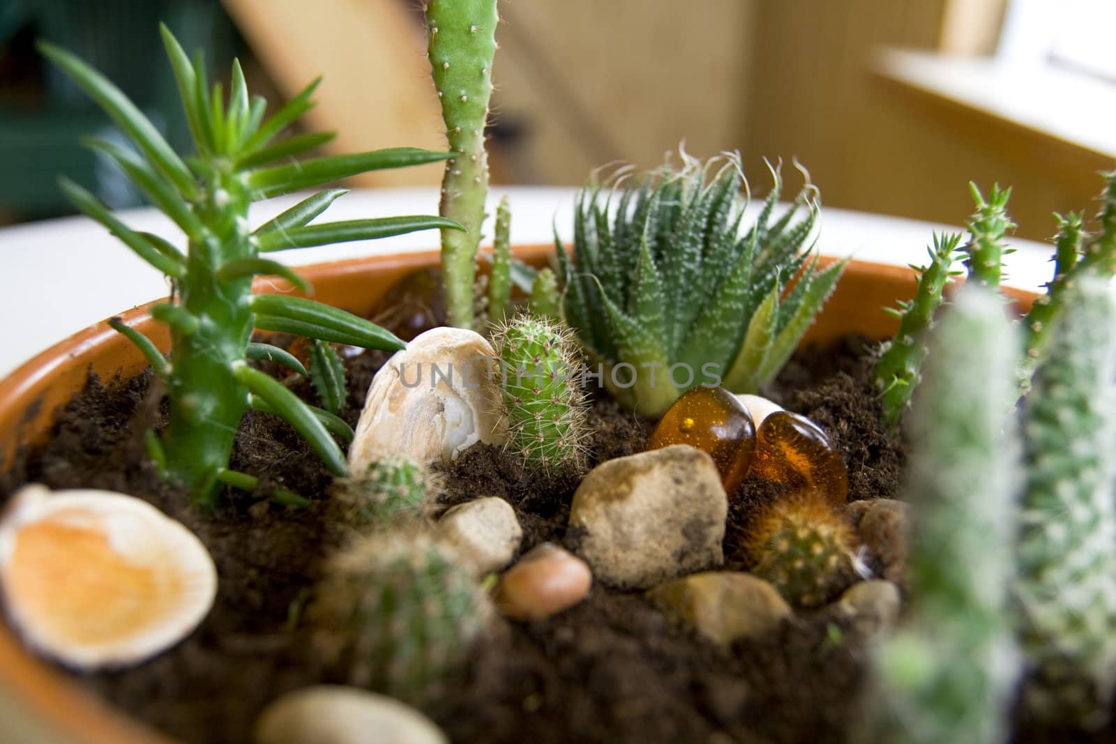 Different sort of cactus in mini rock-garden