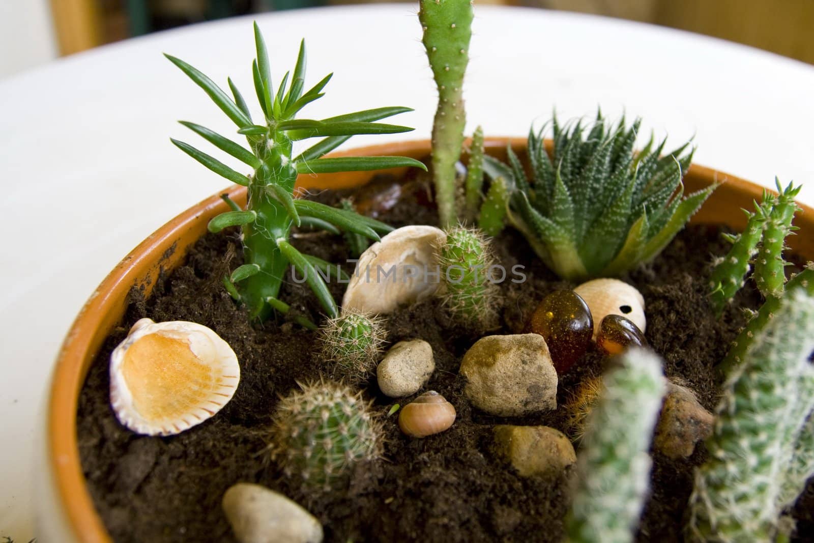 Different sort of cactus in mini rock-garden