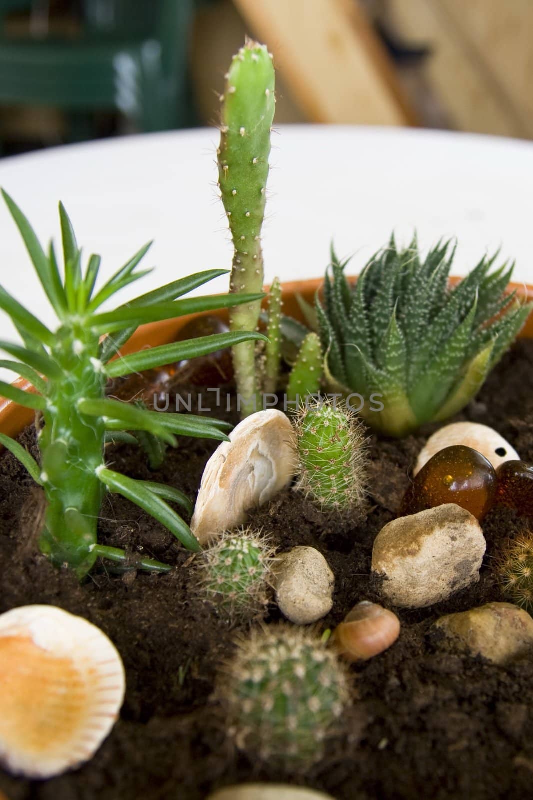 Different sort of cactus in mini rock-garden