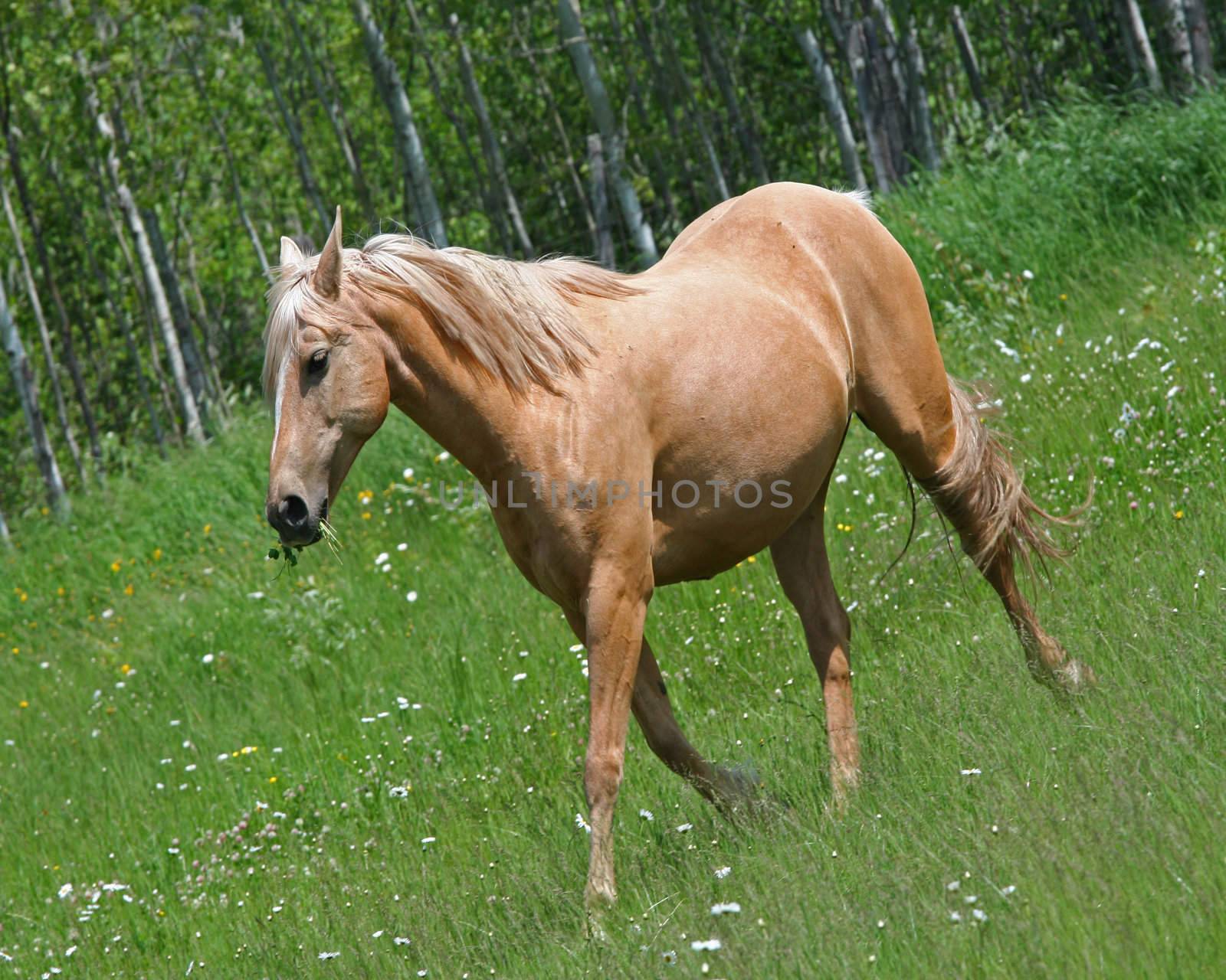 Cream colored horse running through green grassy  field