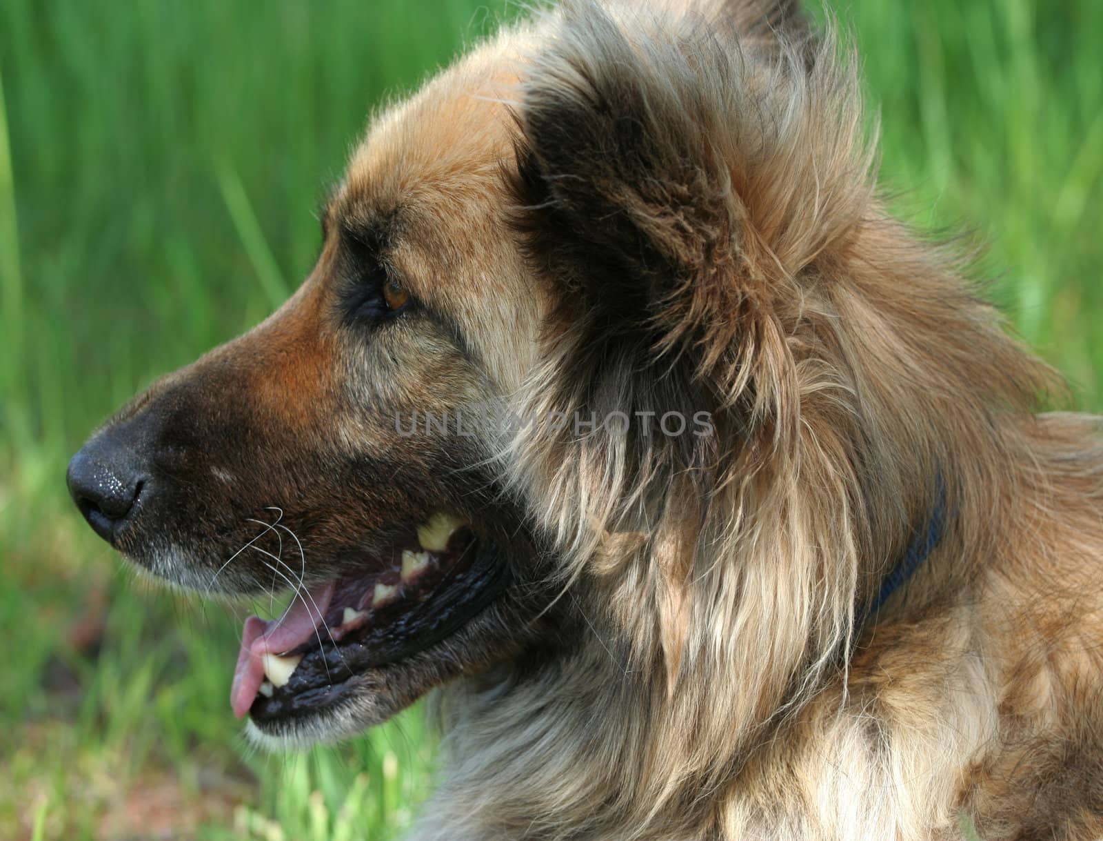 Young collie shepherd mix dog