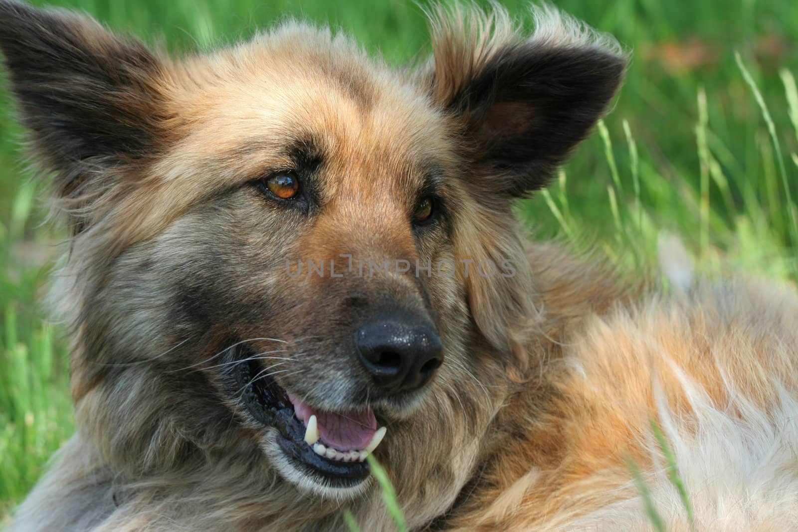 Young collie shepherd mix dog by jarenwicklund