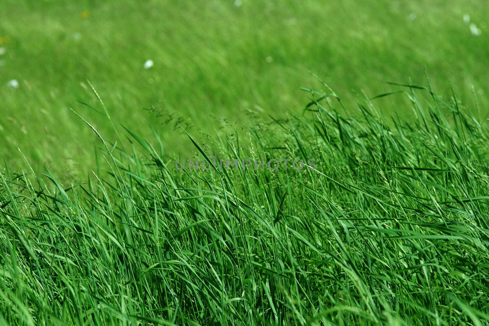 Tall green grass in pasture blowing in wind, shallow depth of field.