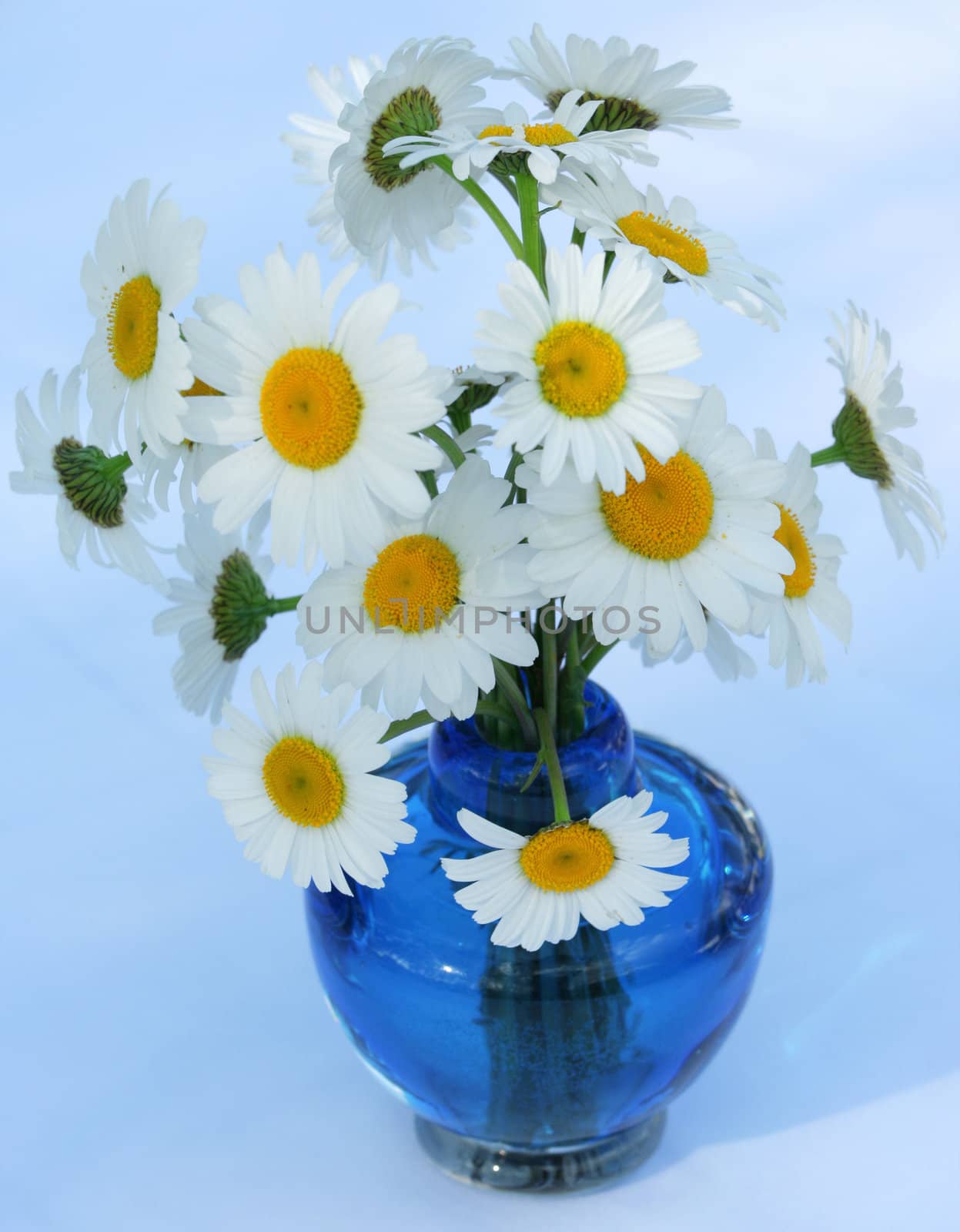 Bouquet of white daisies