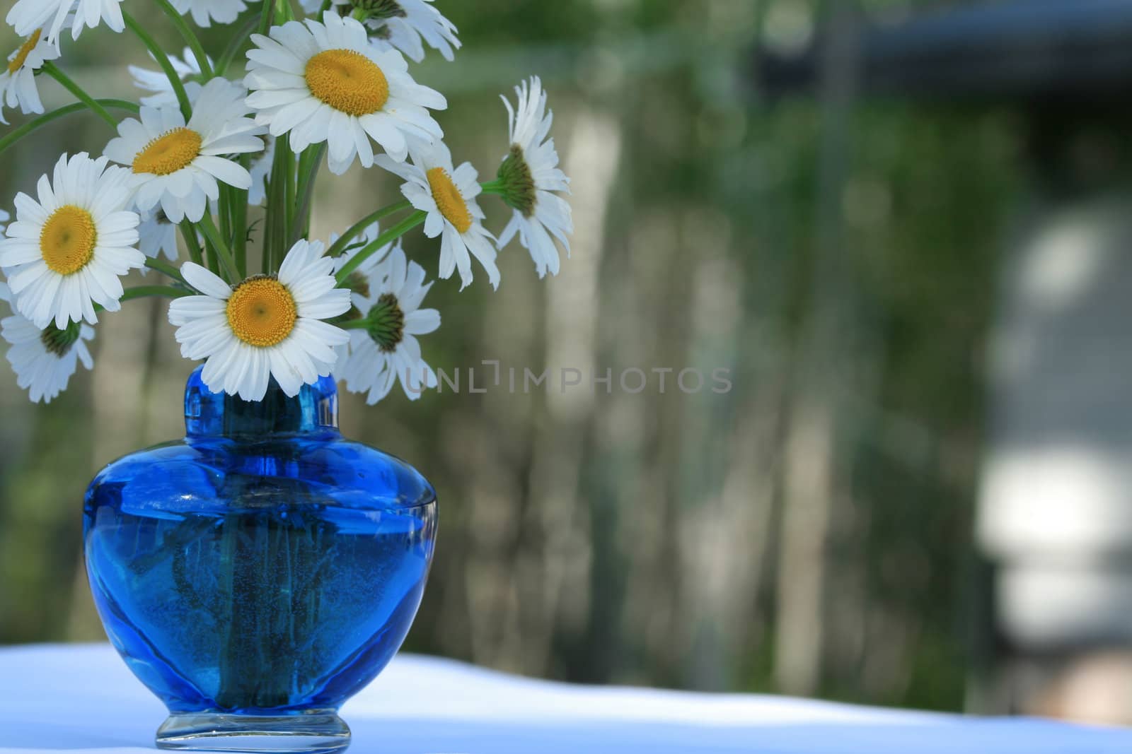 Bouquet of white daisies